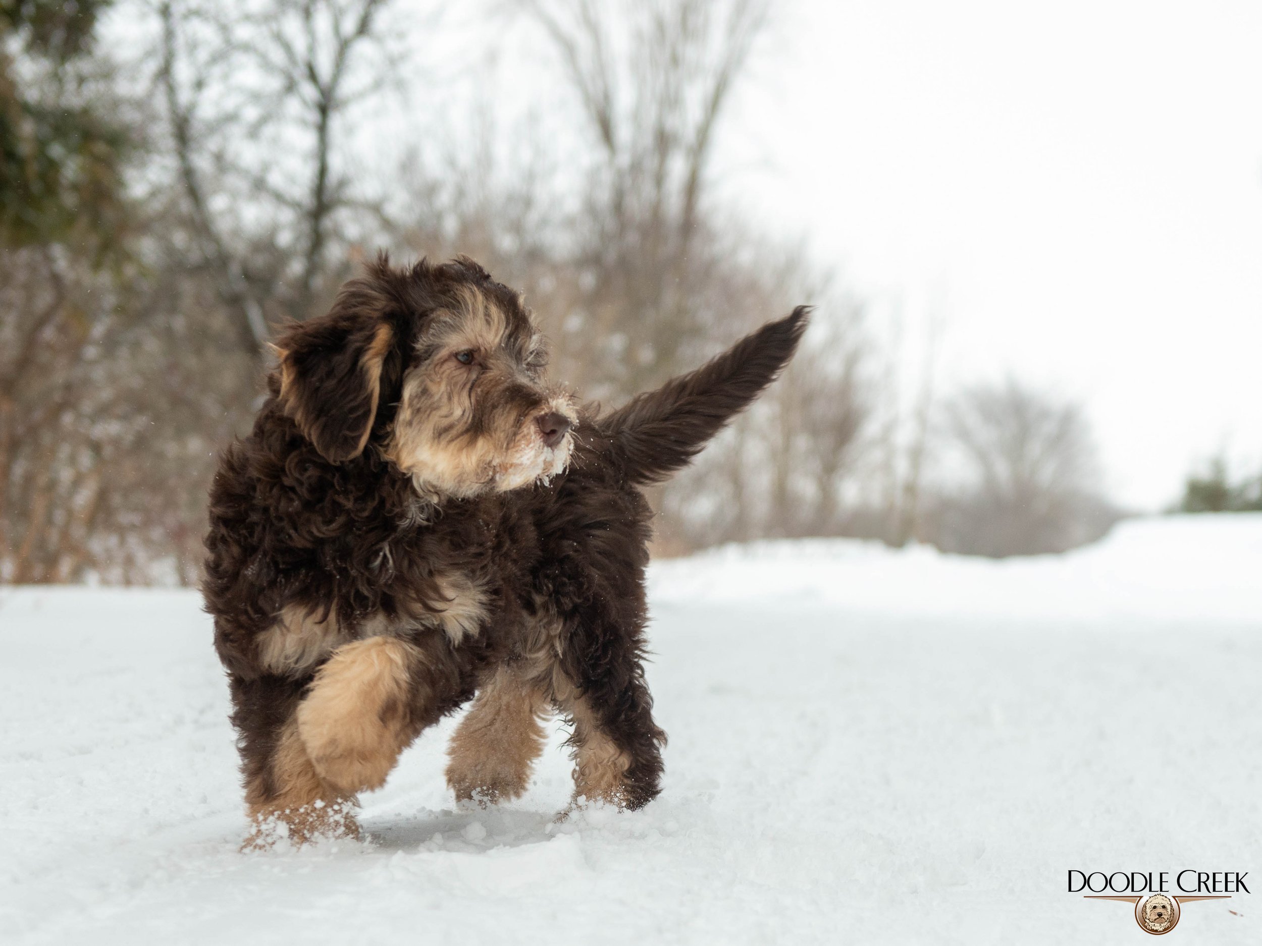 Nikita's trained female-16.jpg