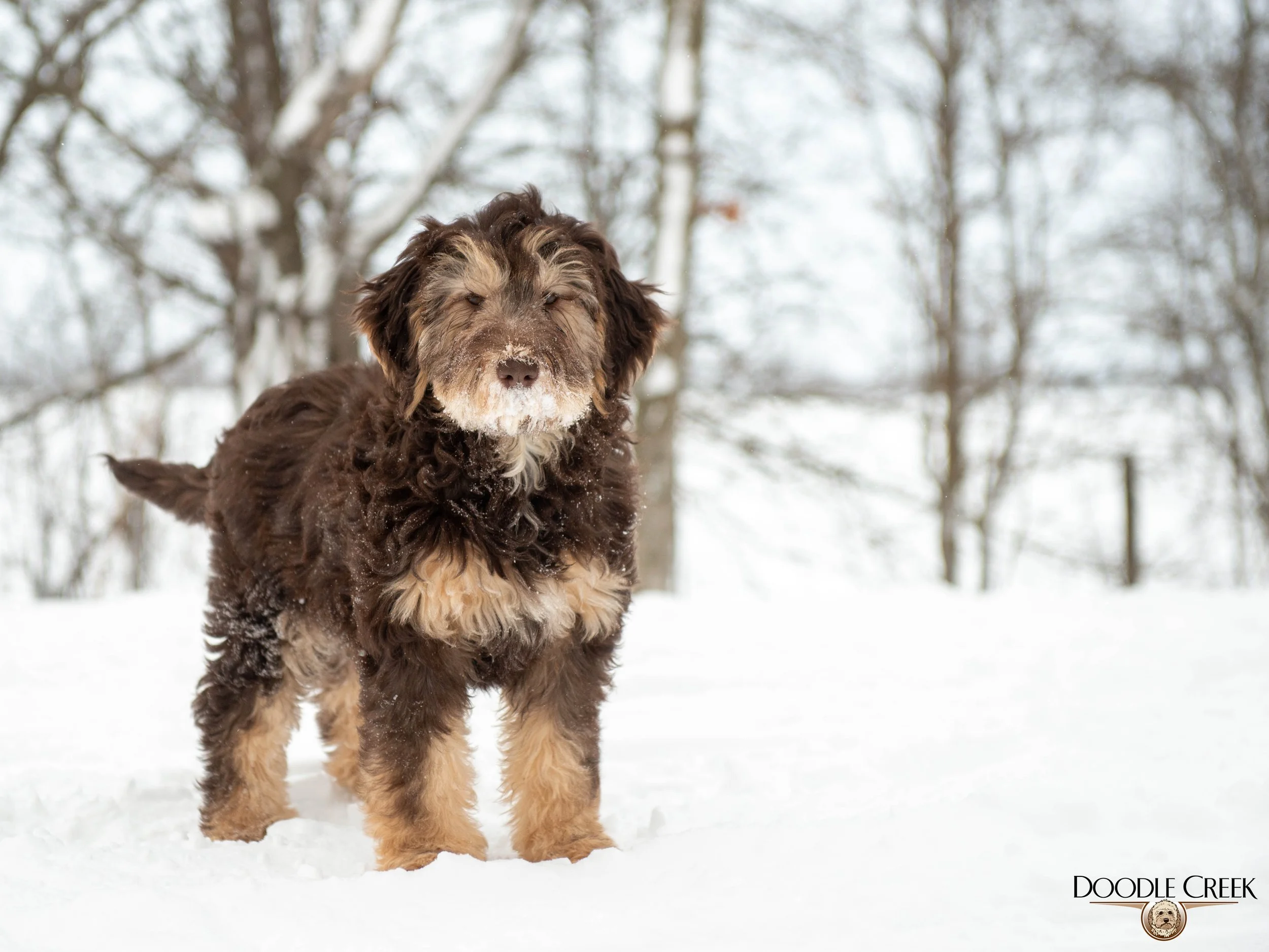 Nikita's trained female-15.jpg