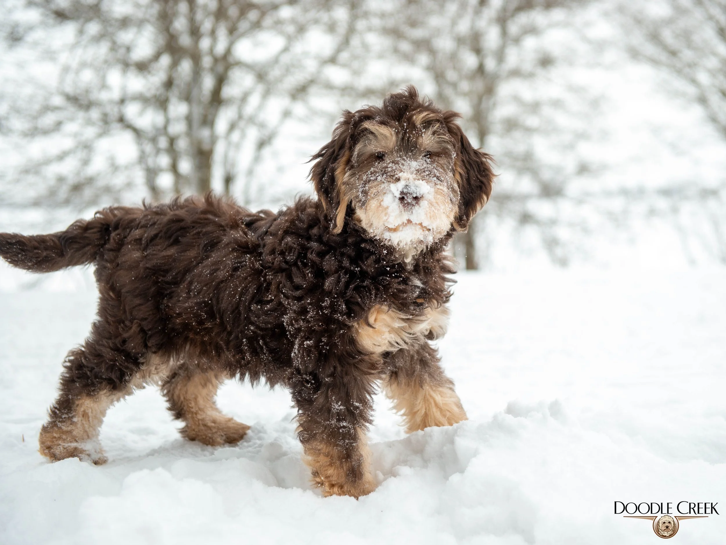 Nikita's trained female-18.jpg