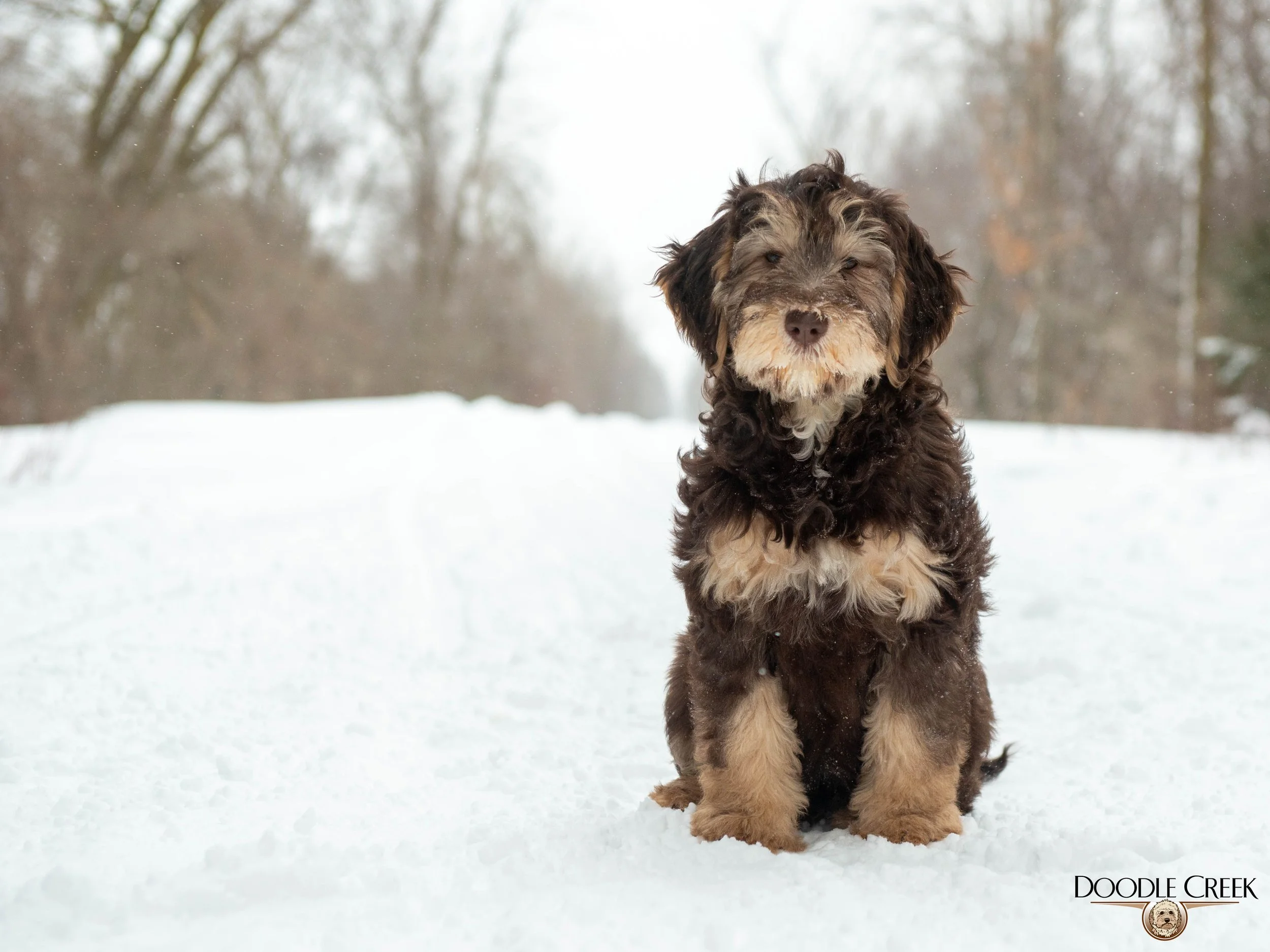 Nikita's trained female-20.jpg