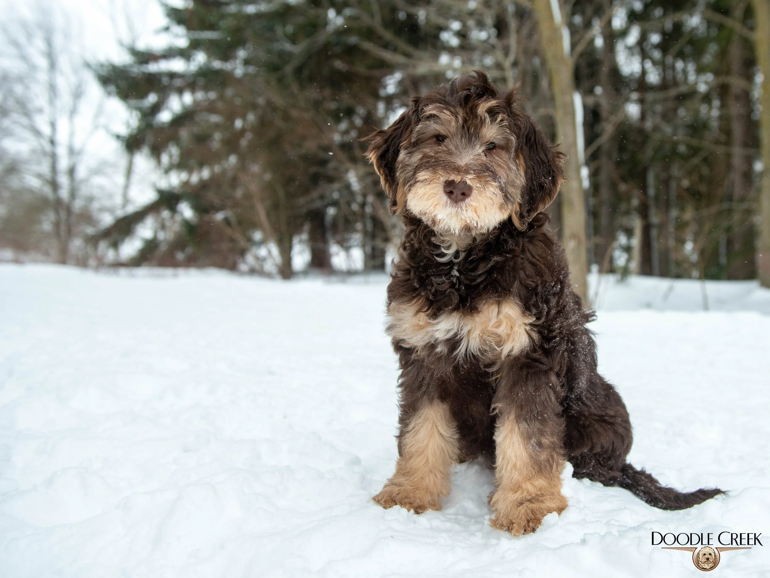 Nikita's trained female-21.jpg