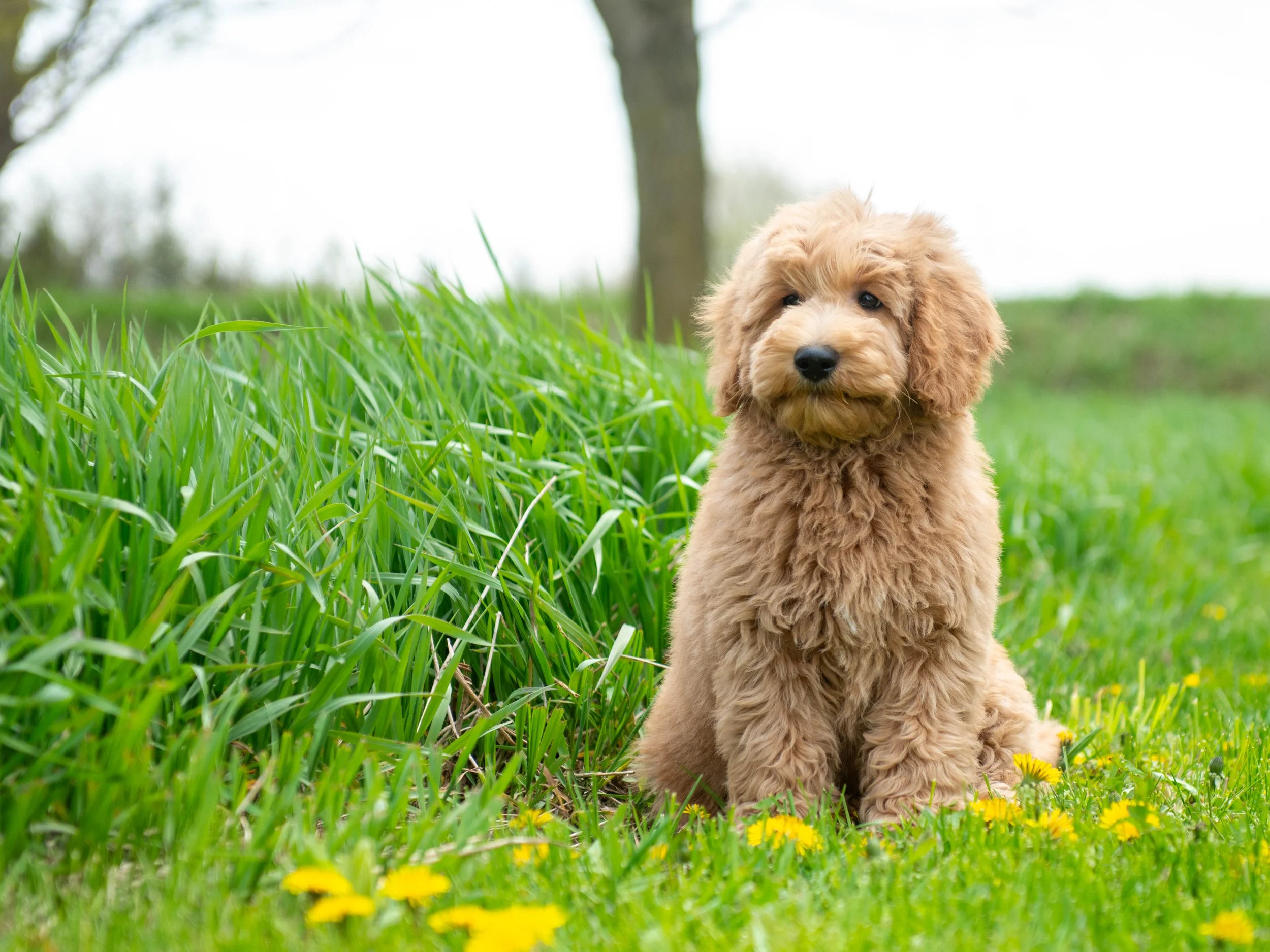 Teddy-1.jpg