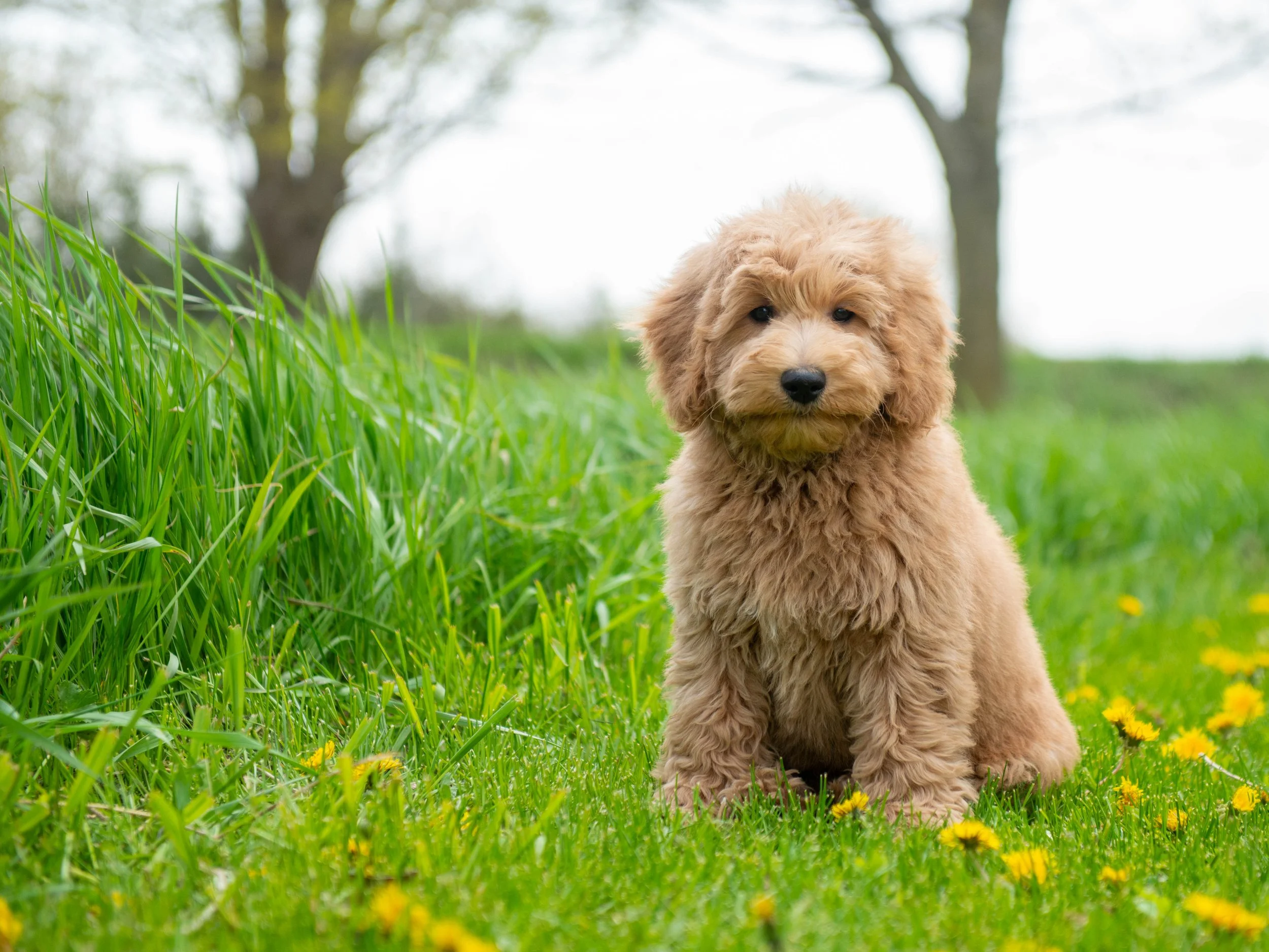 Teddy-2.jpg