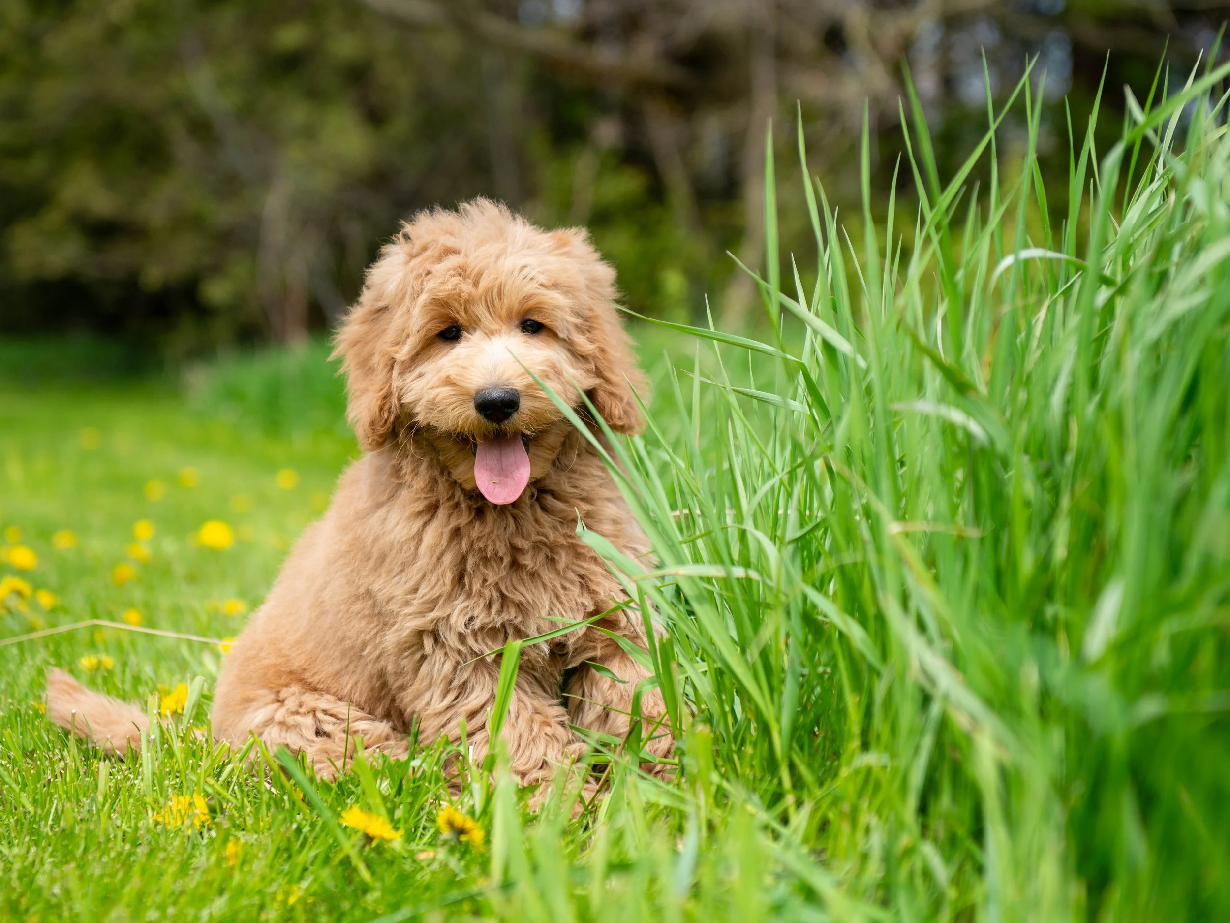 Teddy-3.jpg