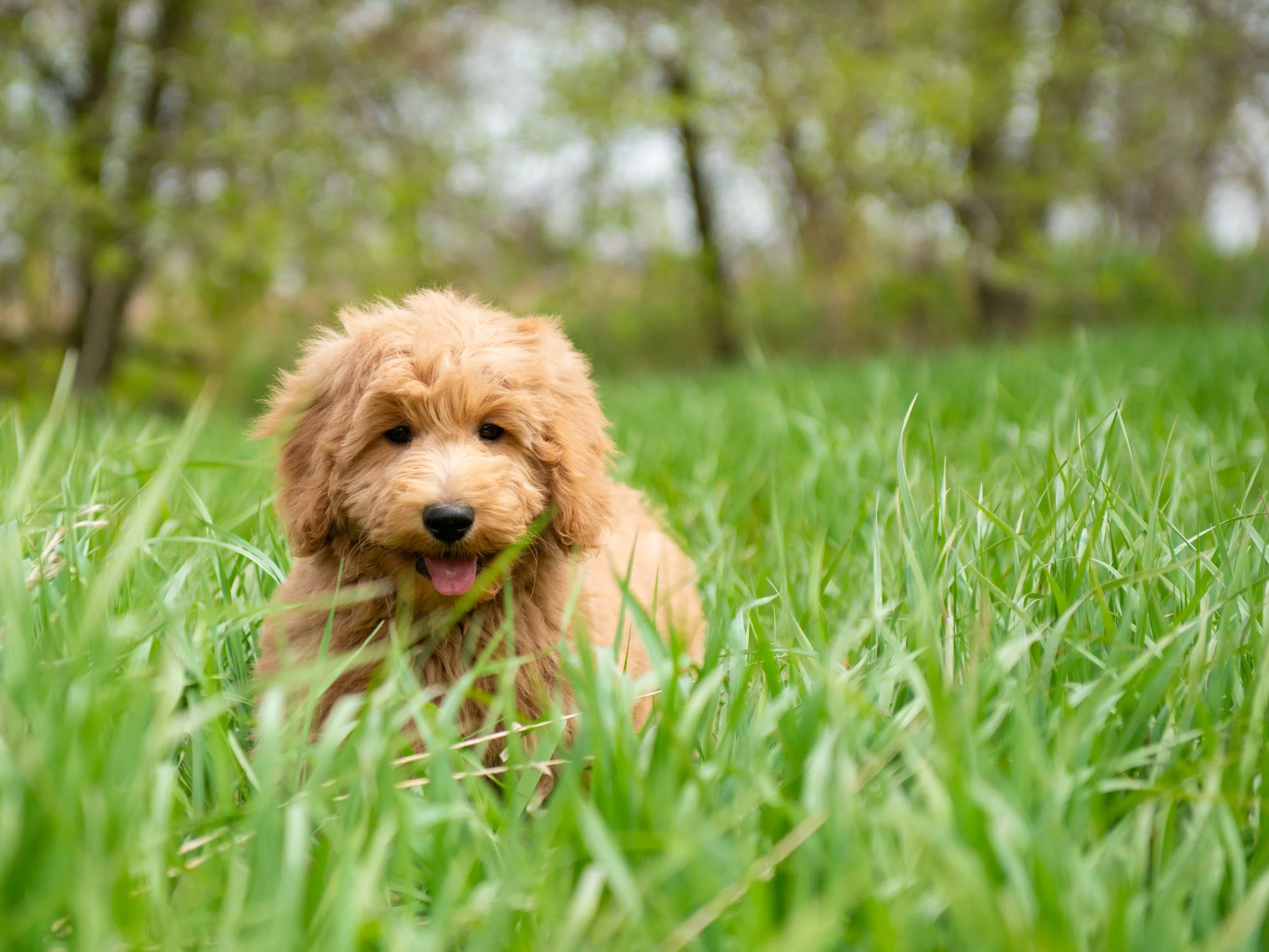 Teddy-4.jpg