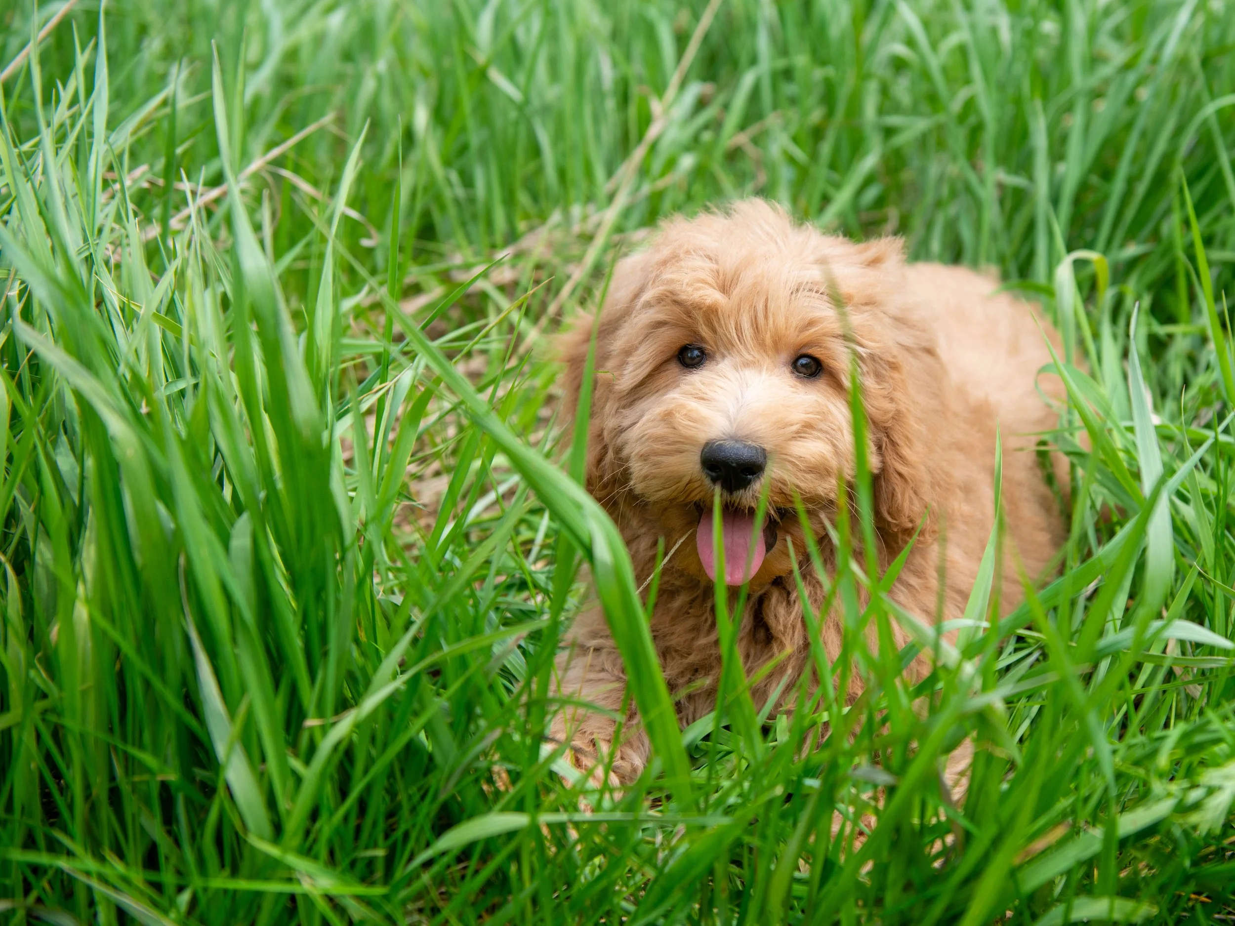Teddy-5.jpg
