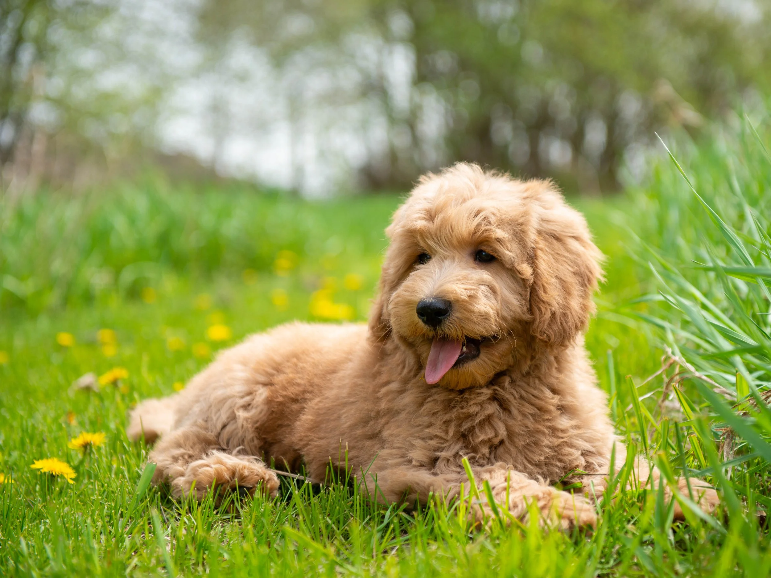 Teddy-6.jpg