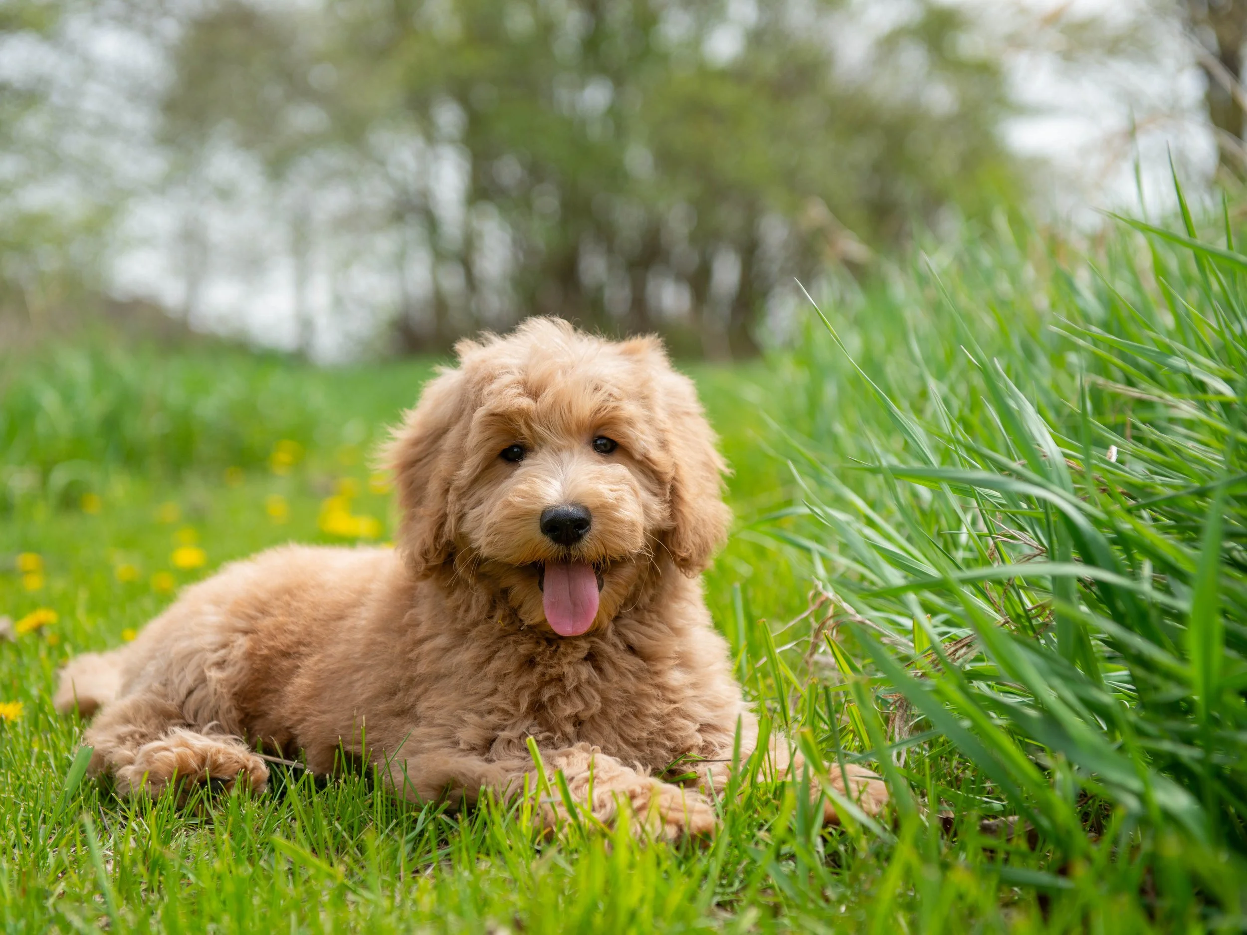 Teddy-7.jpg
