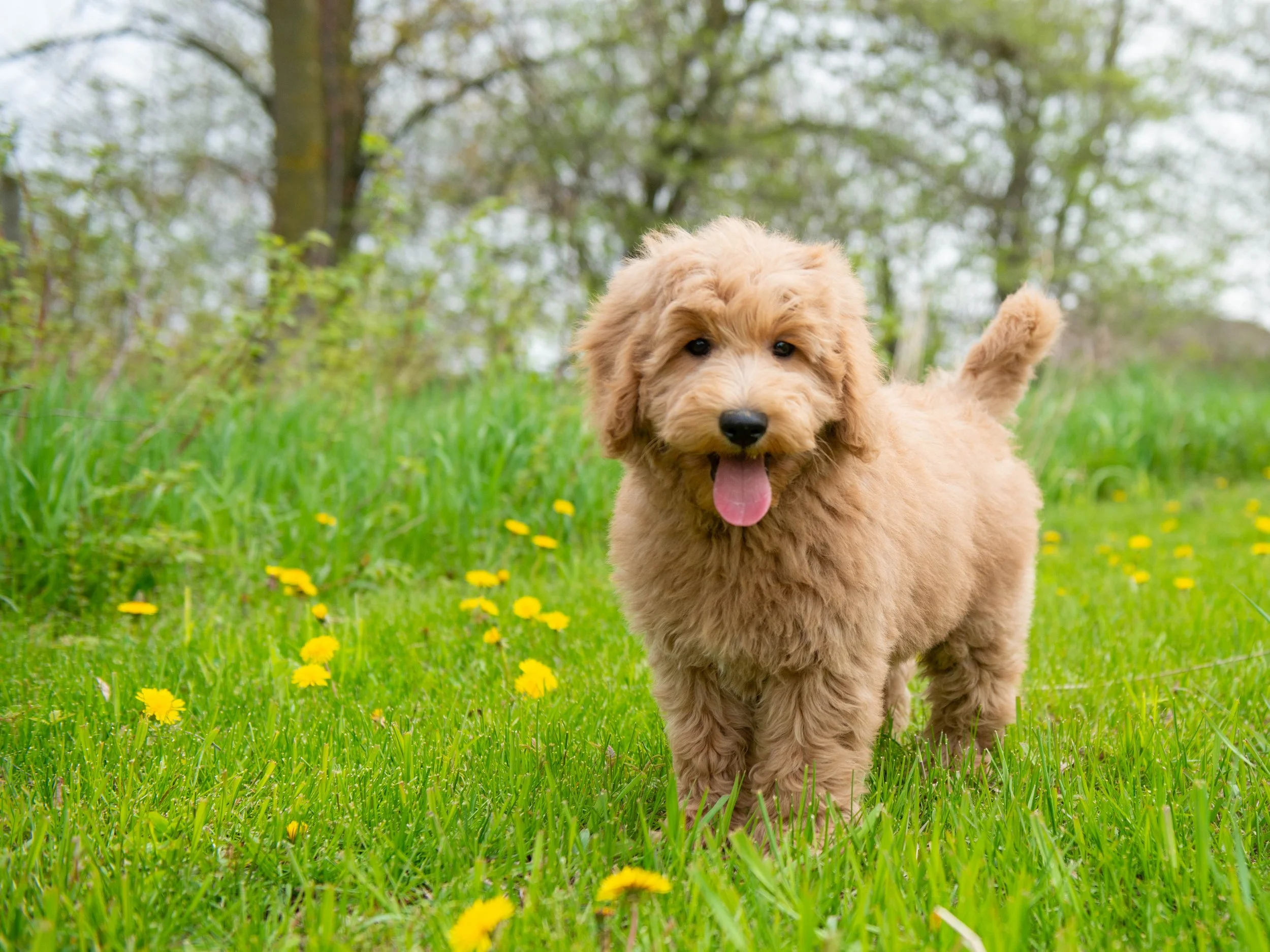 Teddy-8.jpg