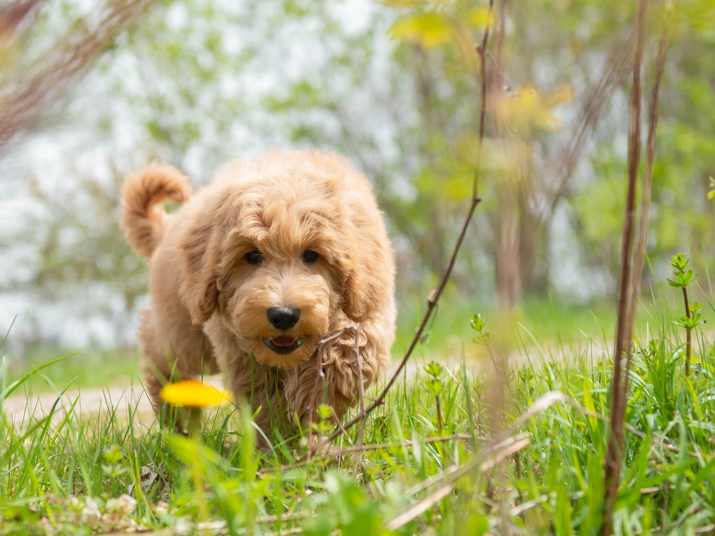 Teddy-9.jpg