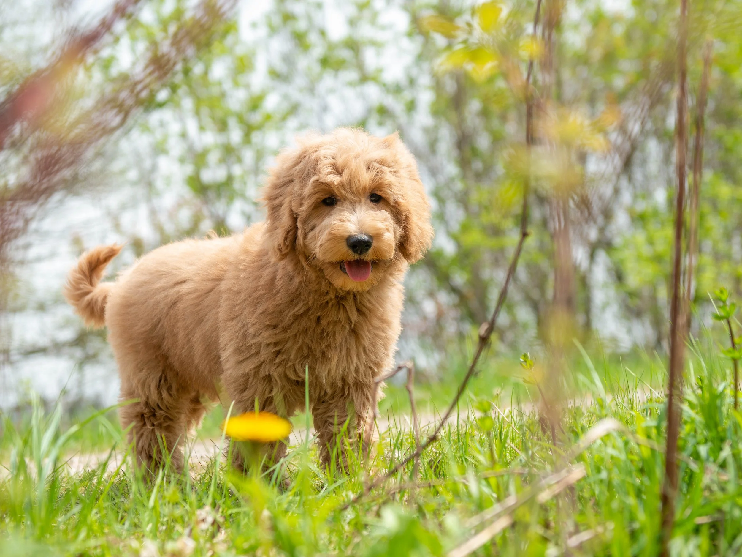 Teddy-10.jpg