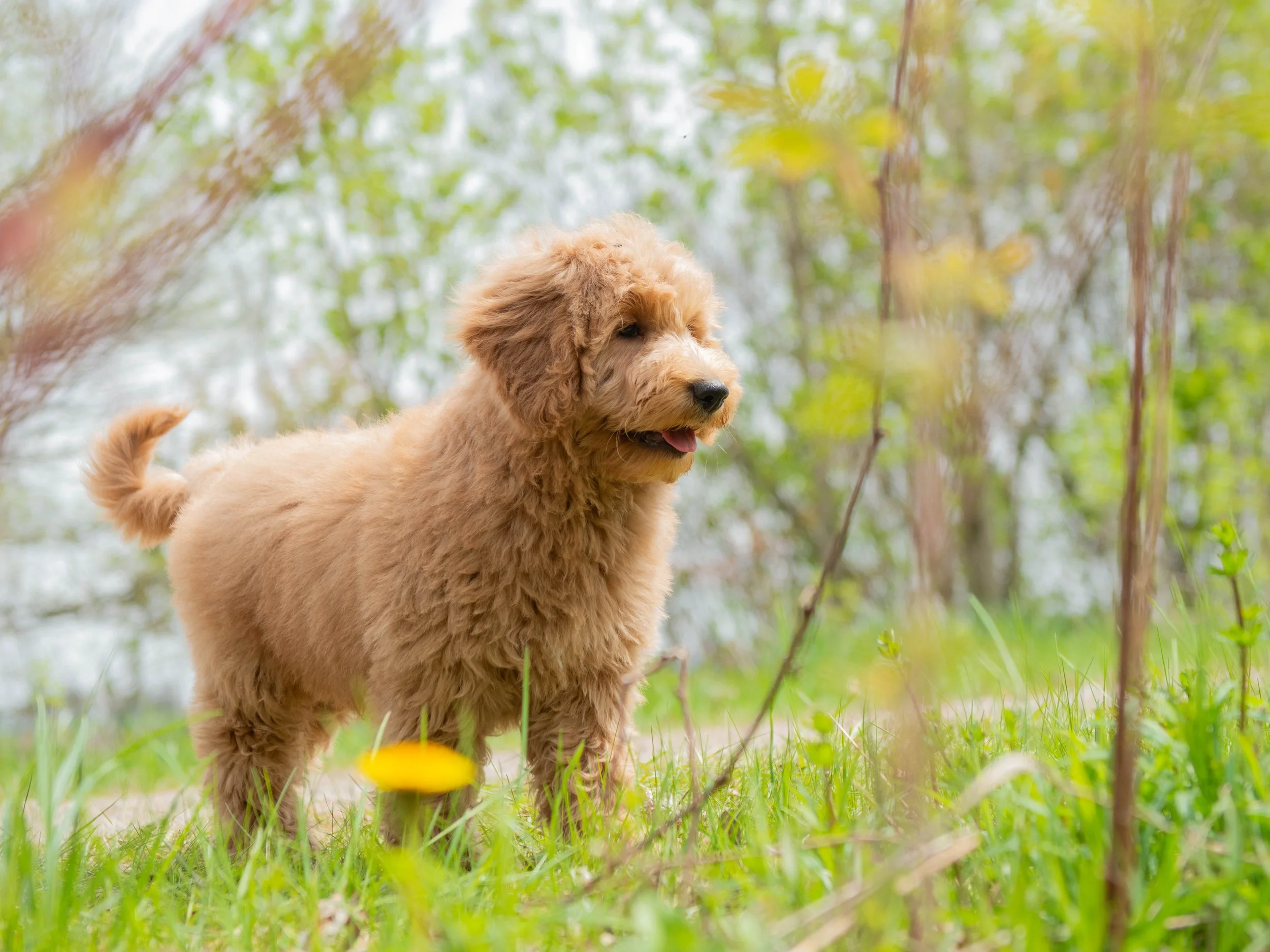 Teddy-11.jpg