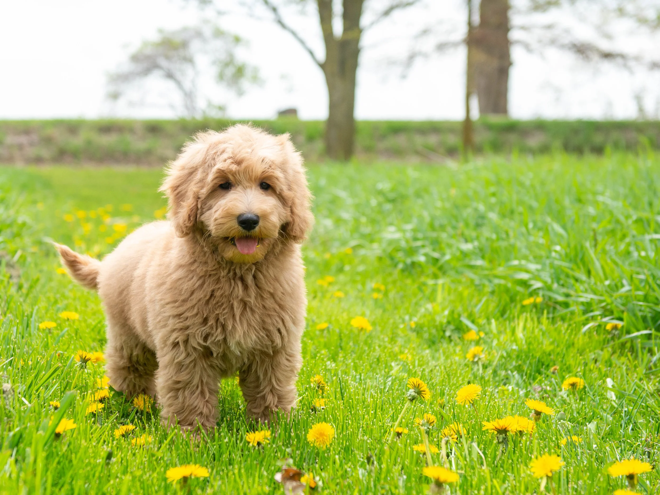 Teddy-12.jpg