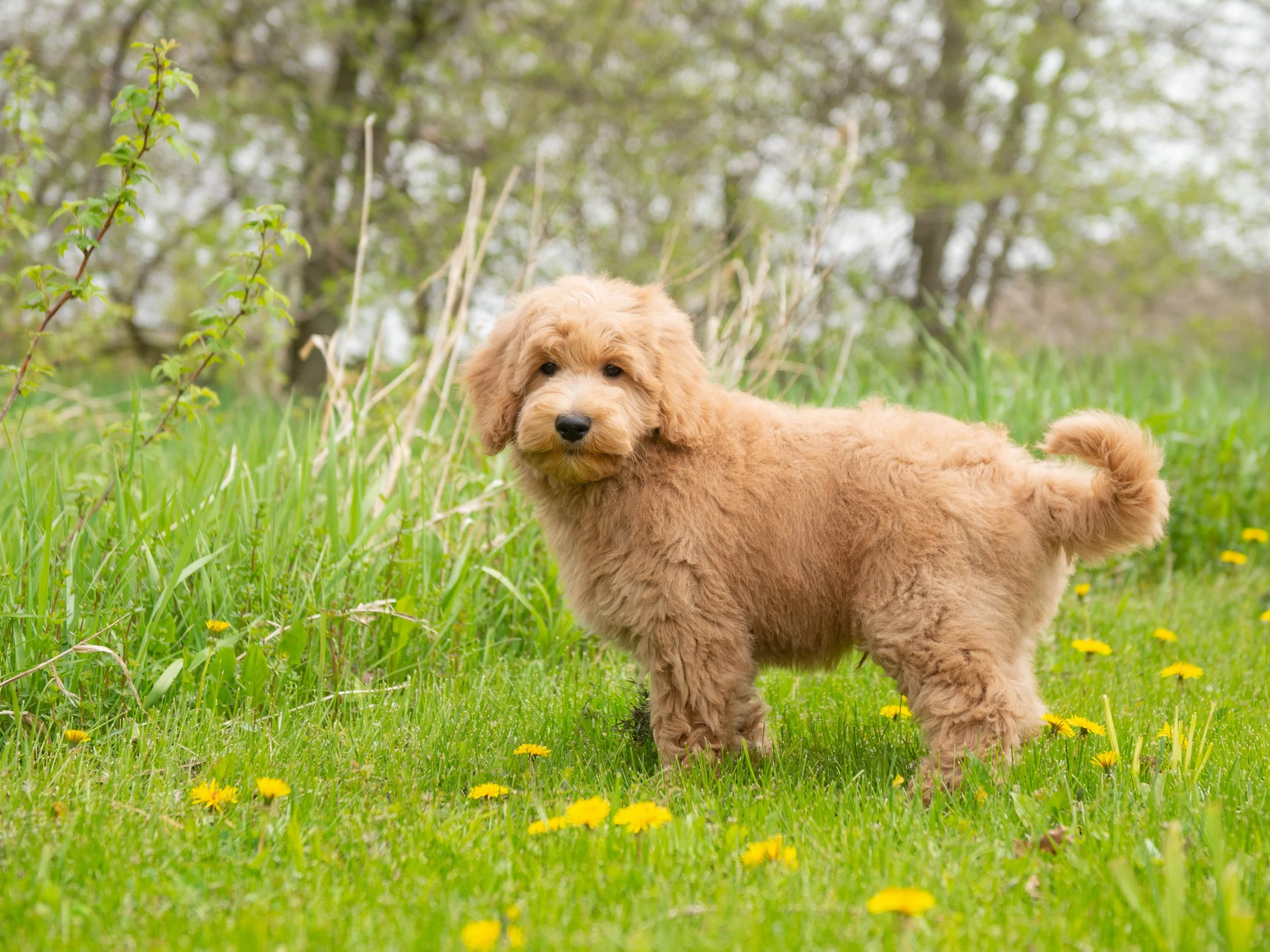 Teddy-13.jpg