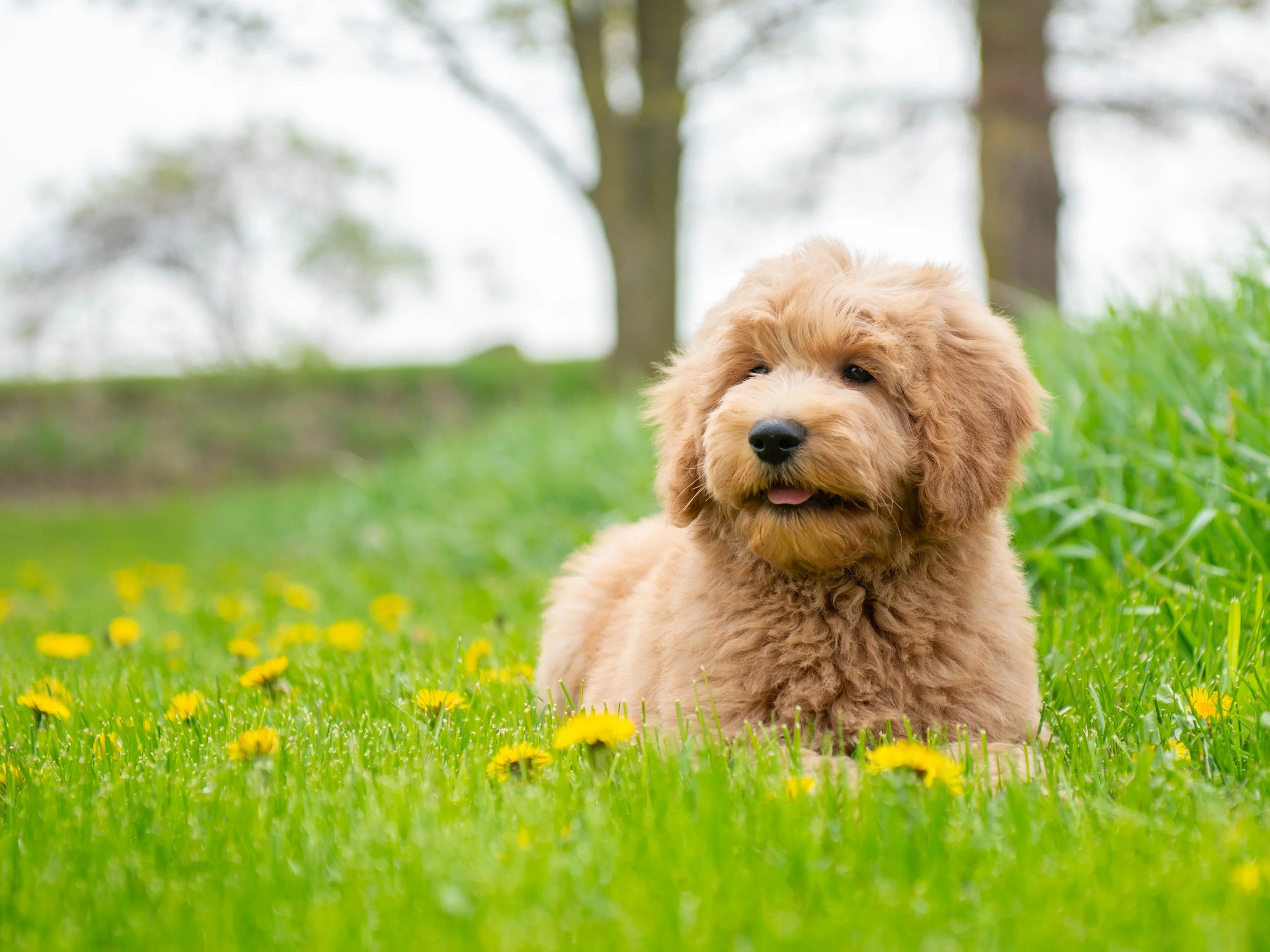 Teddy-14.jpg