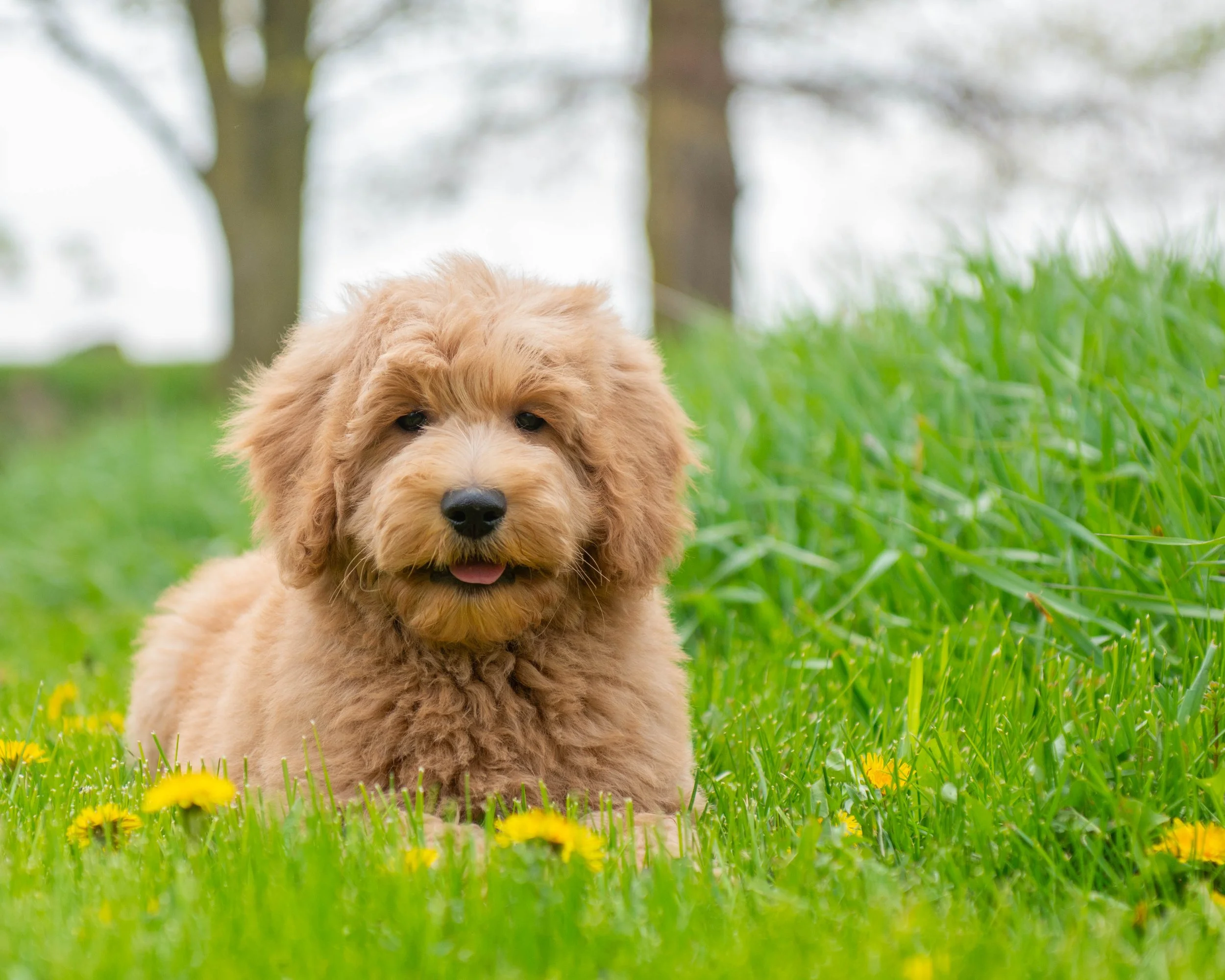 Teddy-15.jpg