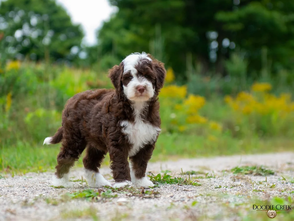Are Goldendoodle Puppies Lazy