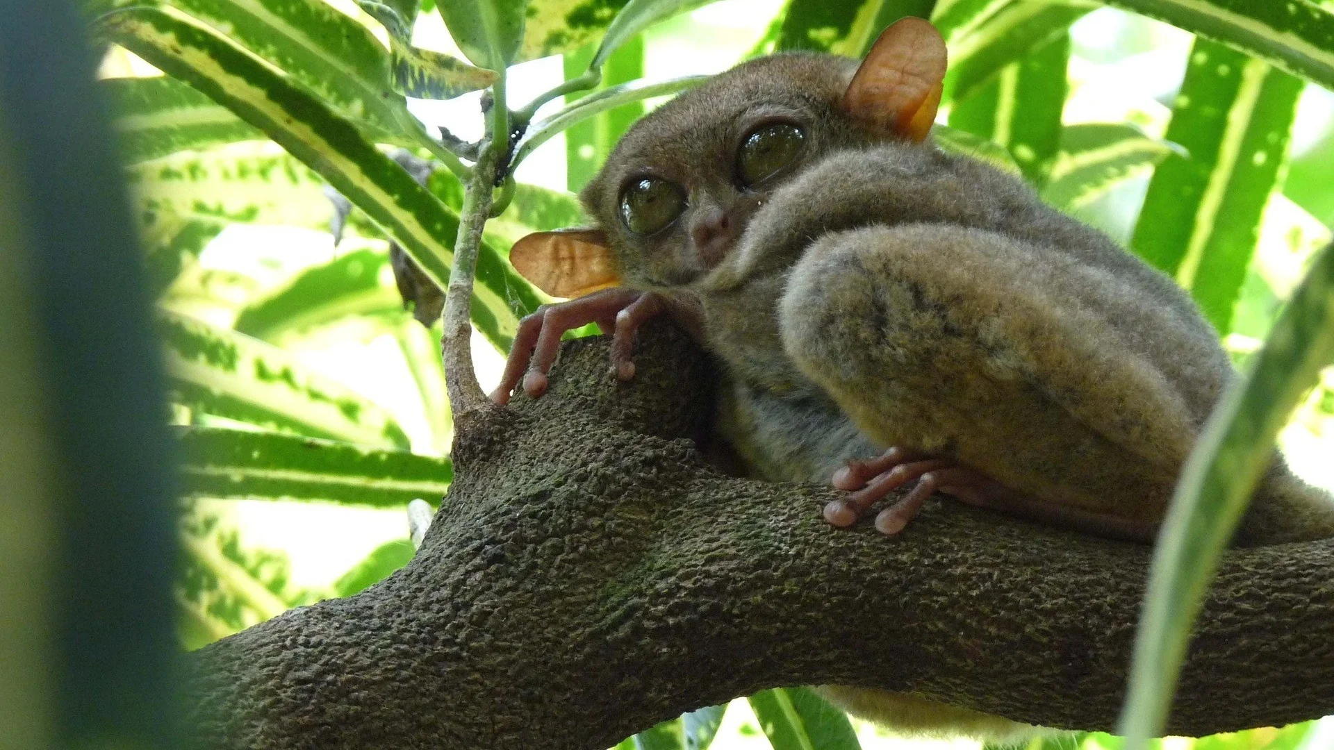 Tarsier in tree