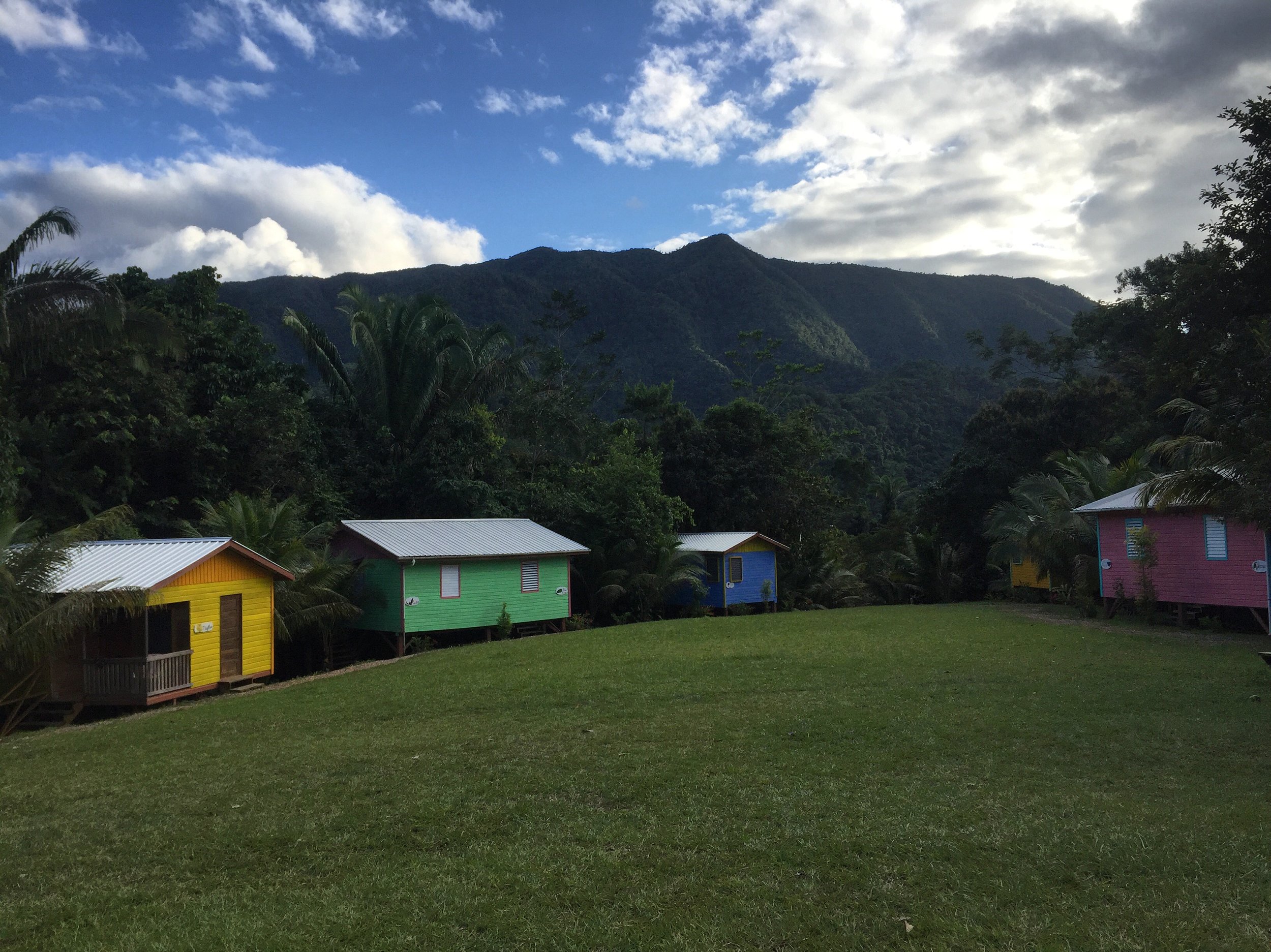 T.R.E.E.S. (In the Jungle pt. 1);  January, 2018