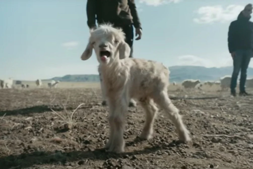 How to Show Brand Transparency in Advertising