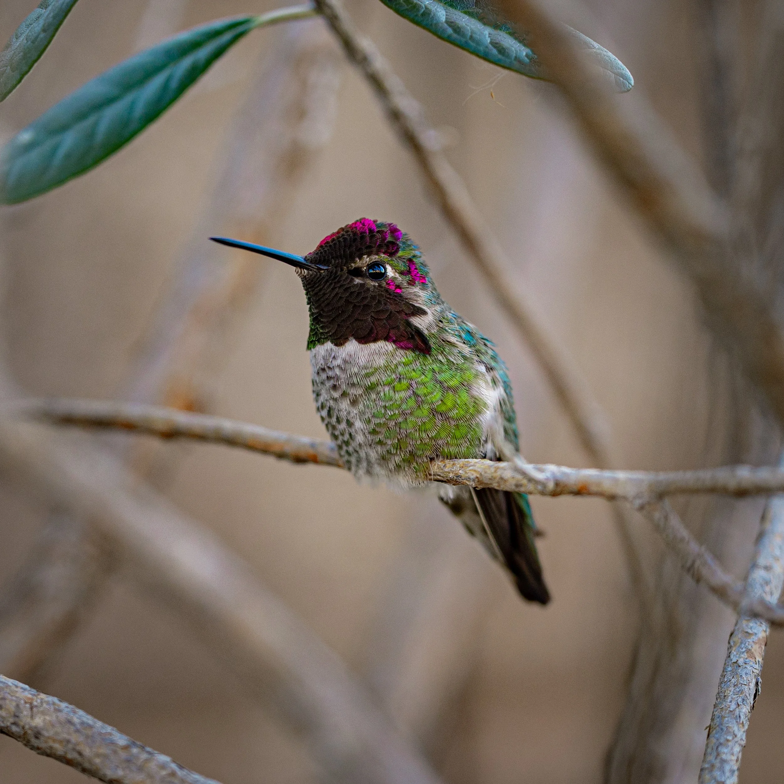 1E6A0703-Edit.jpg