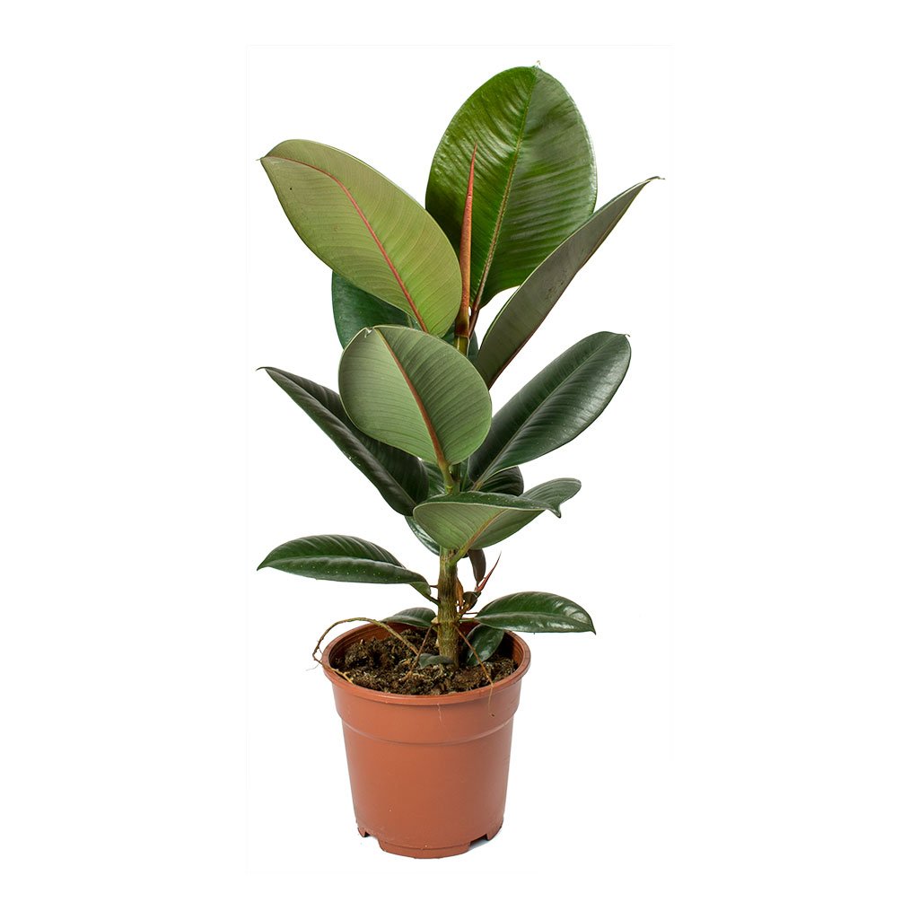 Ficus-elastica-Robusta-Rubber-Plant.jpg