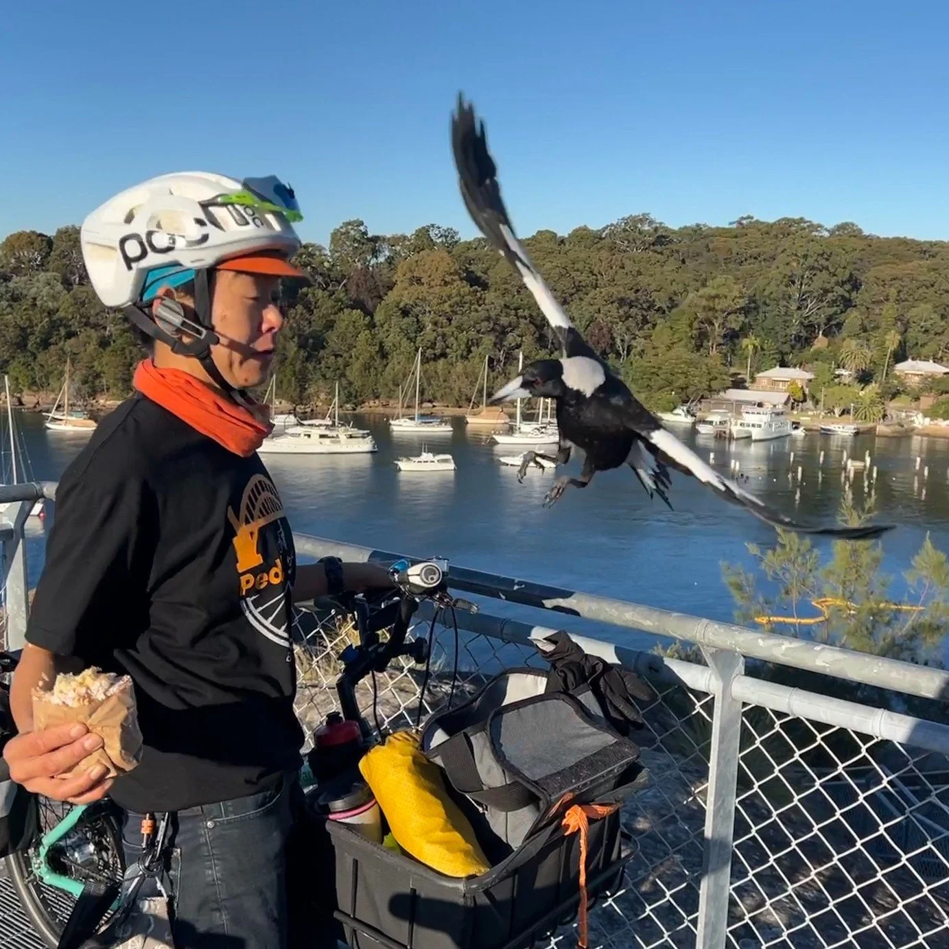 Li, a magpie and a memorable snack stop.

It&rsquo;s magpie season, and these beautiful birds certainly make an impression when you&rsquo;re out by bike.

Jules chats to the local magpies throughout the year and hasn&rsquo;t been swooped in her neigh