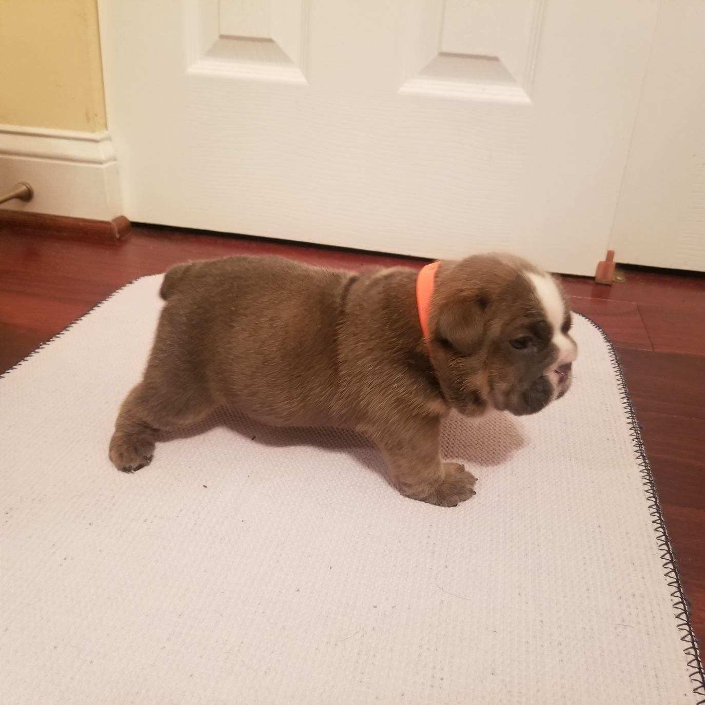 The Pet Life: Meet Boris