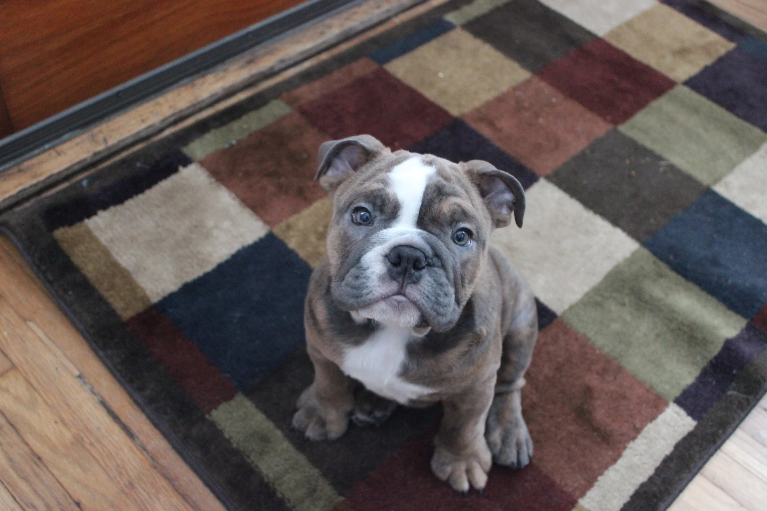 The Pet Life: Pupdate