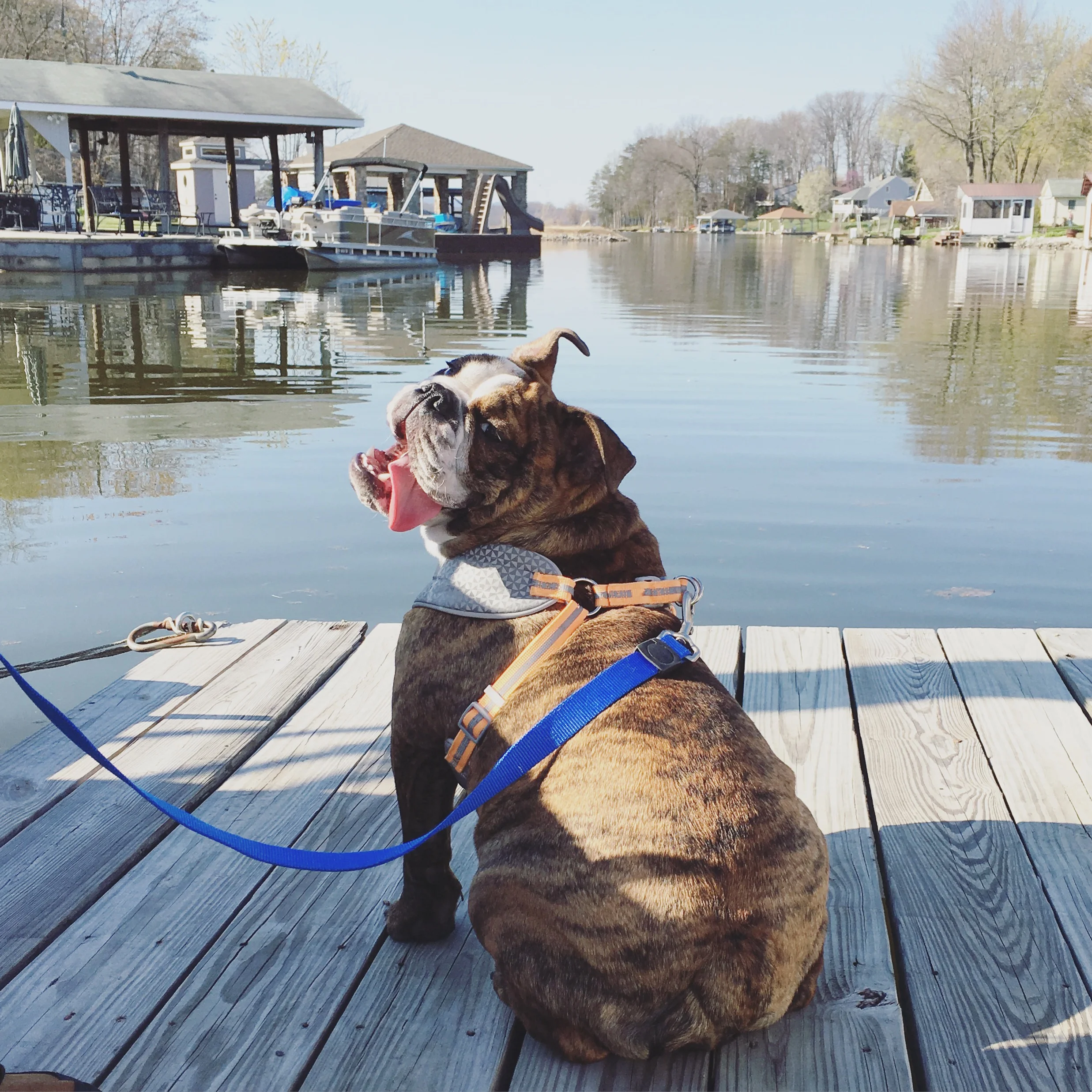 The Pet Life: Meet Otis