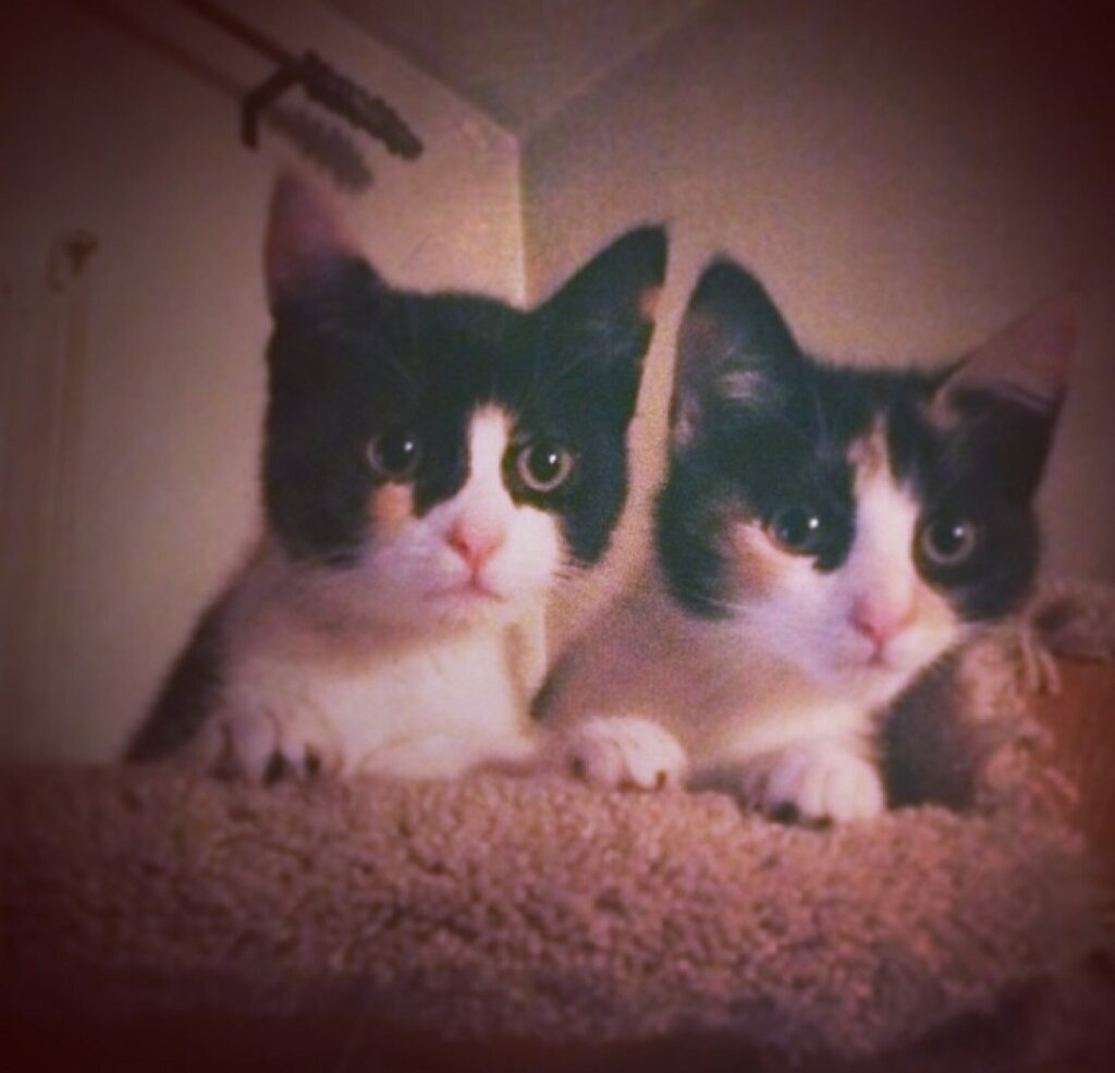 The Pet Life: A Tale of Two Kittens