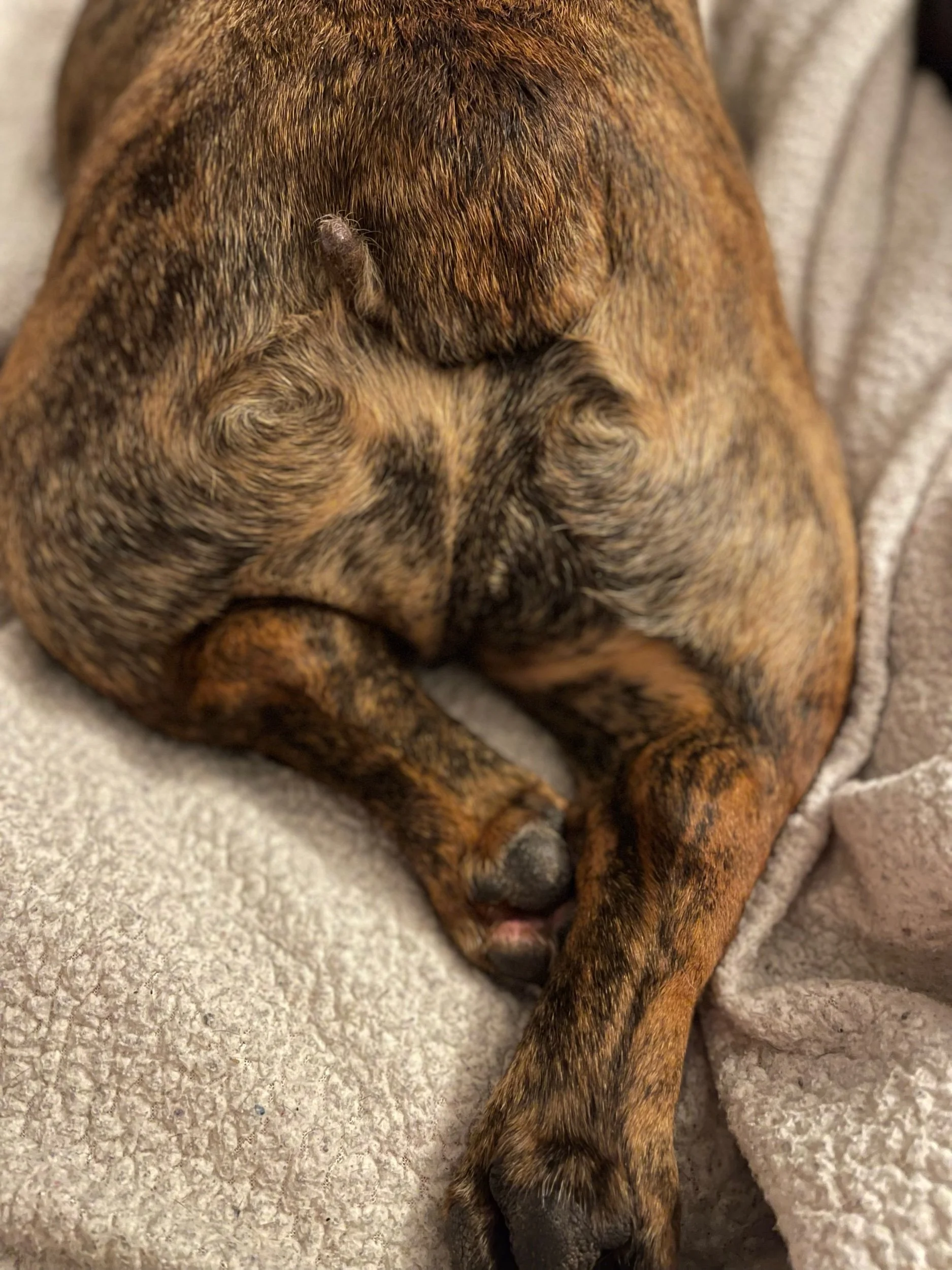 The Pet Life: To TPLO or Not To TPLO