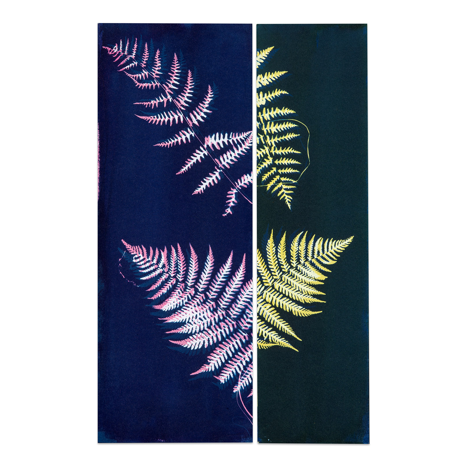 Not A Fern