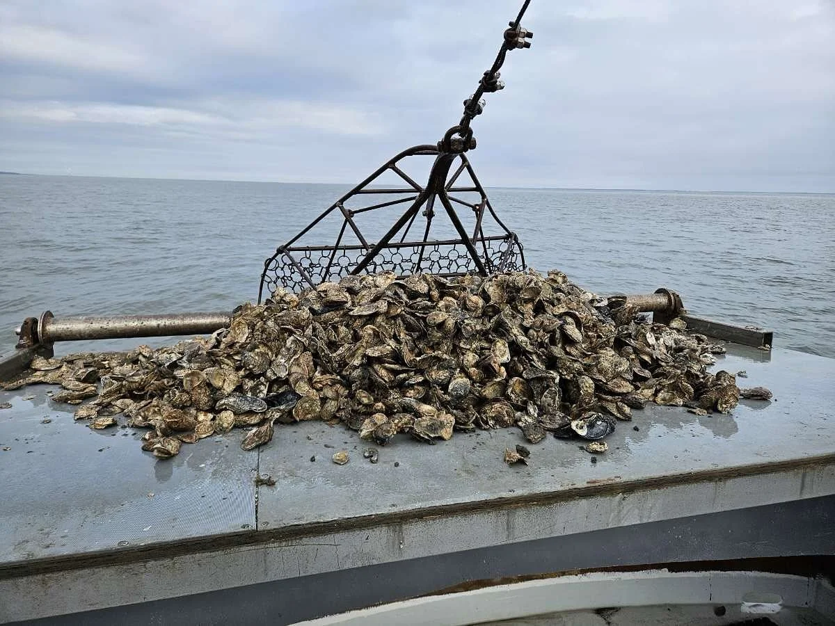 Another Thursday another Buck A Shuck &amp; Oyster Night!! 🦪 Starts at 4pm, see you there!