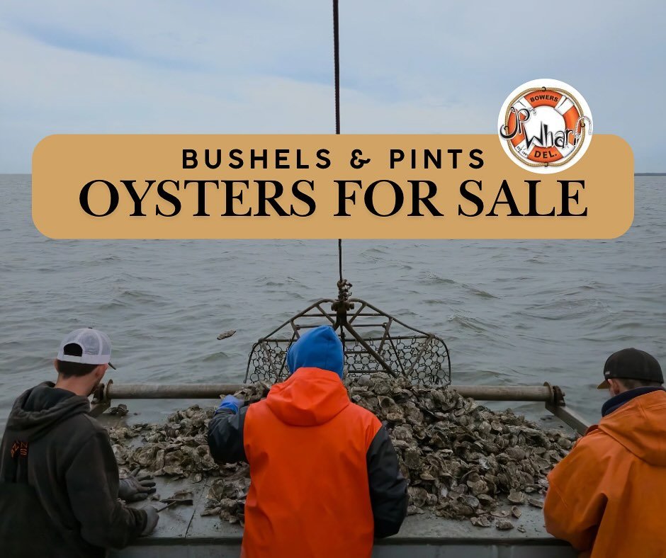 Get some oysters for Thanksgiving! 🦃🦪 Message us on our social media accounts to snag yours &amp; set up a pick-up time this week! *While supplies lasts* Here&rsquo;s what&rsquo;s available:
🦪 1/2 Bushel $50 
🦪 Full Bushel $80 
🦪 1 Pint for $25 