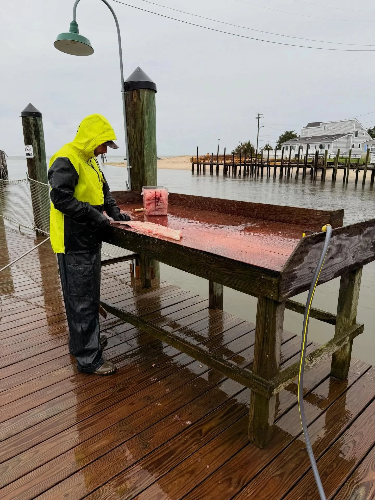 It&rsquo;s that time of the year again!!! Fresh, house caught Delaware Bay rockfish is available this weekend!! 🐟