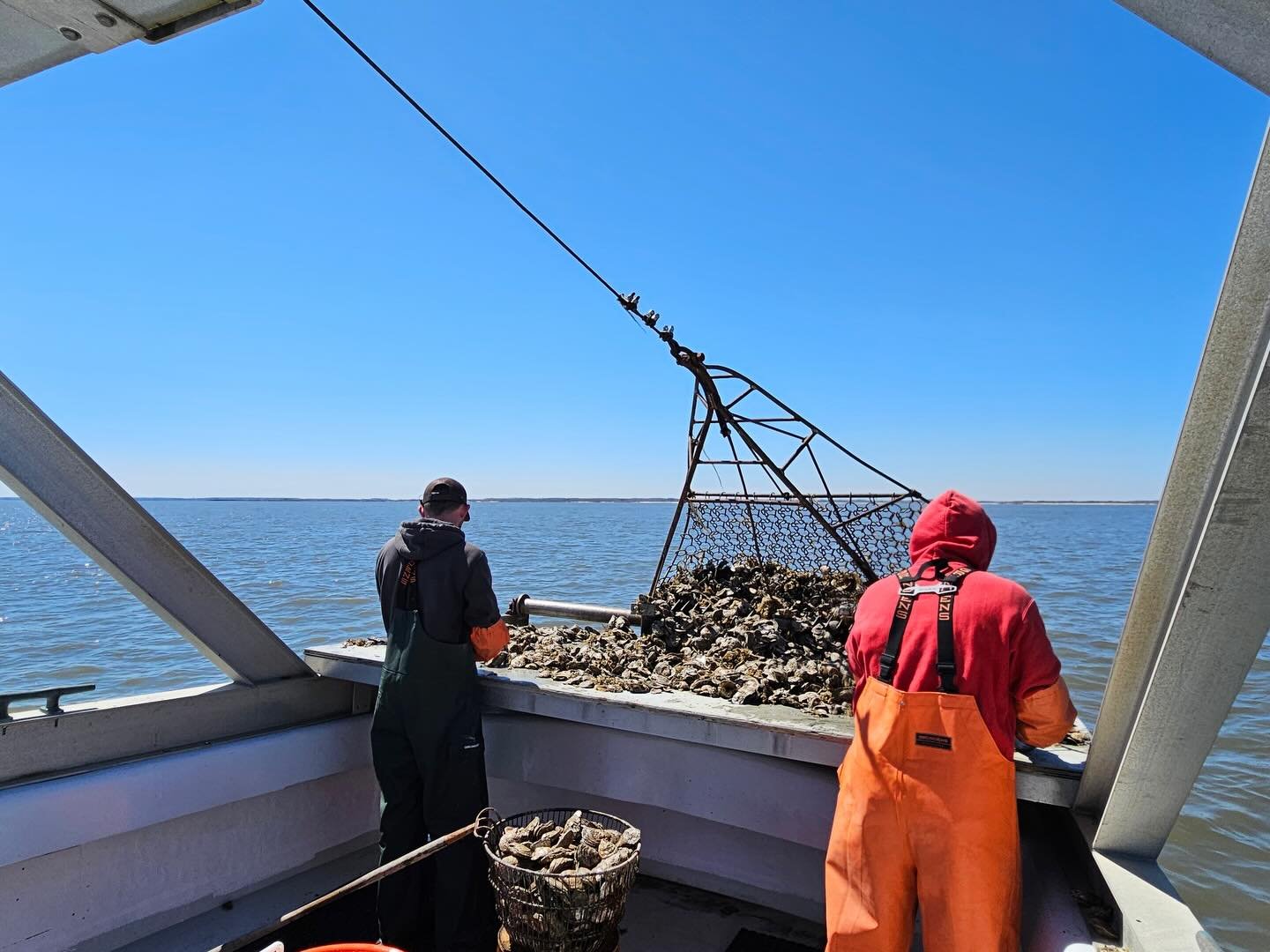 Just in time for Buck A Shuck tonight, fresh Delaware Bay oysters!!! 🦪 We open at noon today &amp; $1 oysters start at 4pm!! See you later! 👋🏼