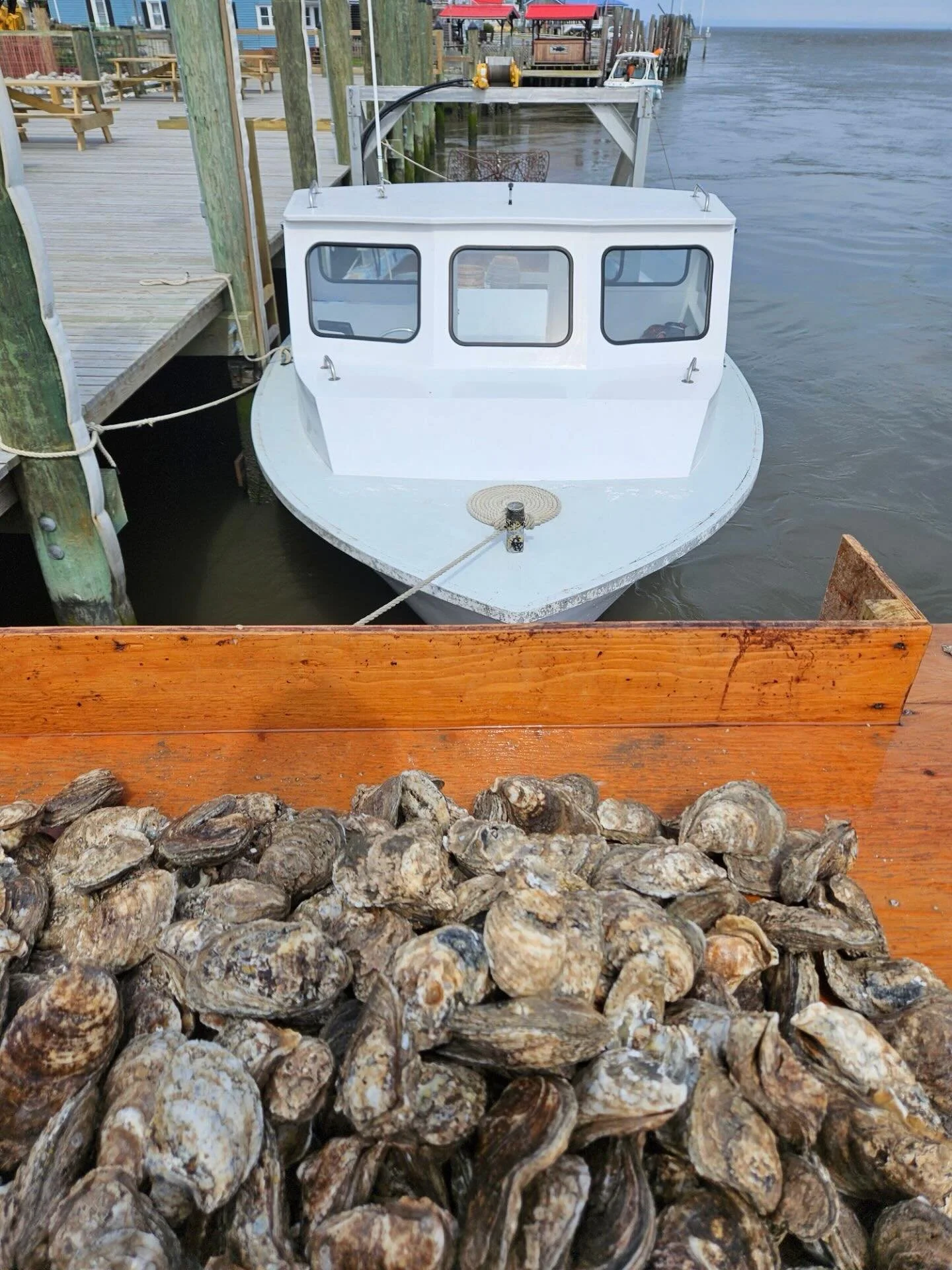 Happy Buck A Shuck &amp; Oyster Night!! 🦪 Open all day &amp; oyster night starts at 4pm!! See you soon ☀️