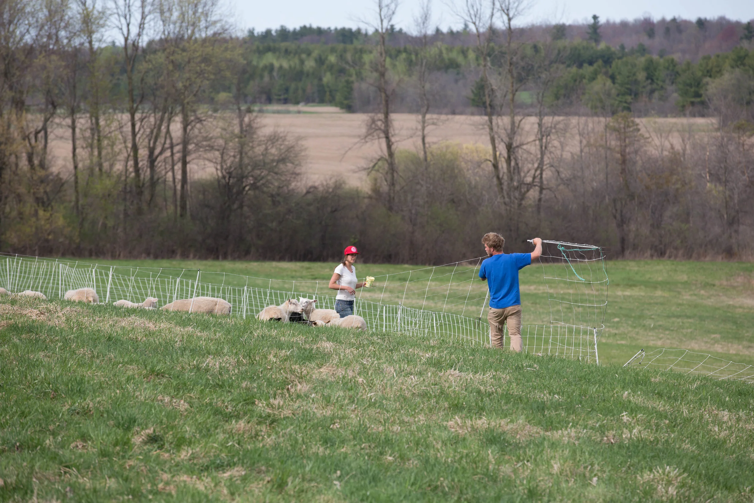 Vera Simon-Nobes and Michael Haulenbeek moving their flock of sheep using electric fencing.
