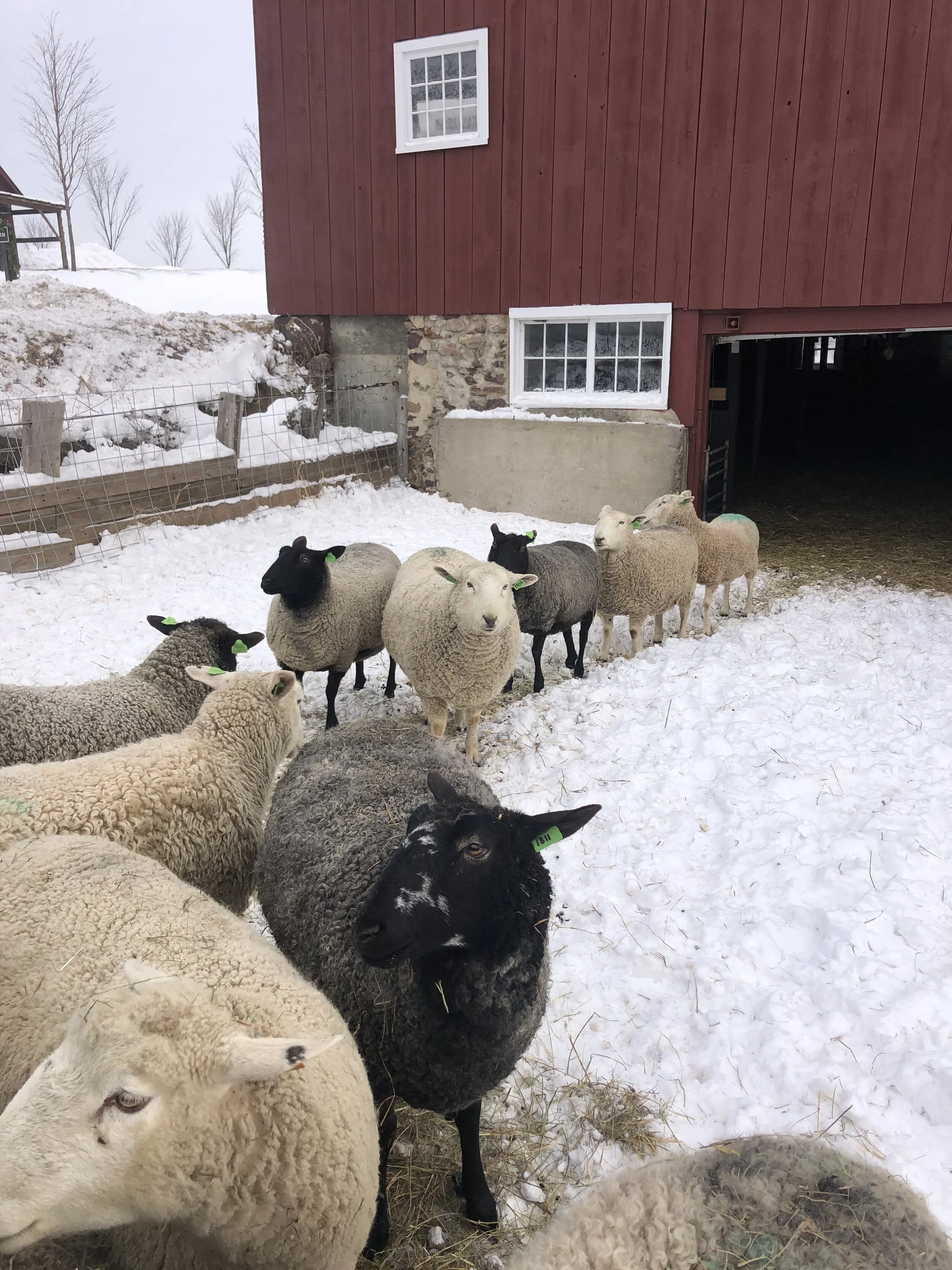 Winter Farm Tour