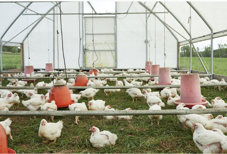 Pasture to Plate: A Hands-On Poultry Butchery Workshop