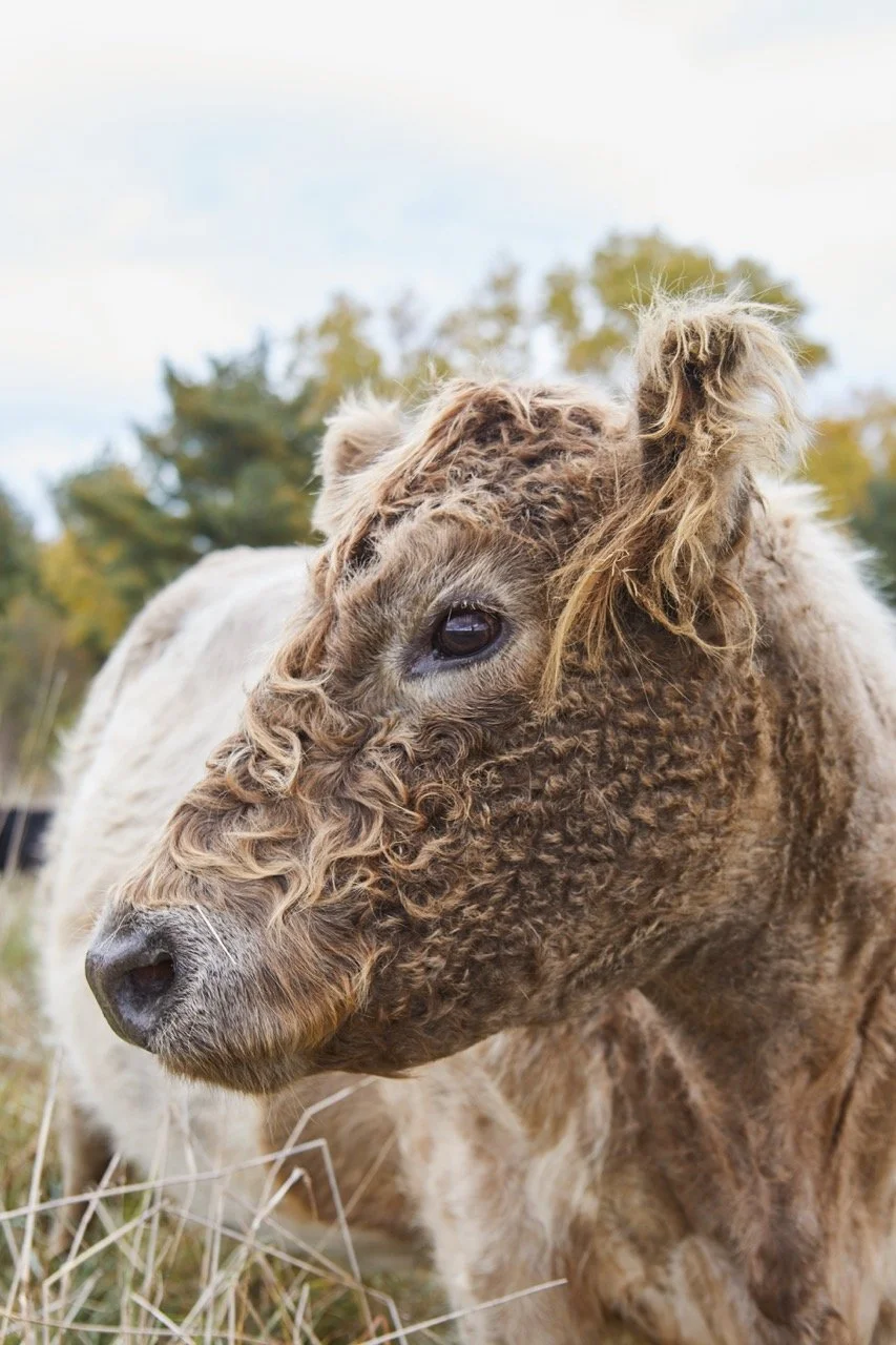Stewarding Genetics, Season by Season