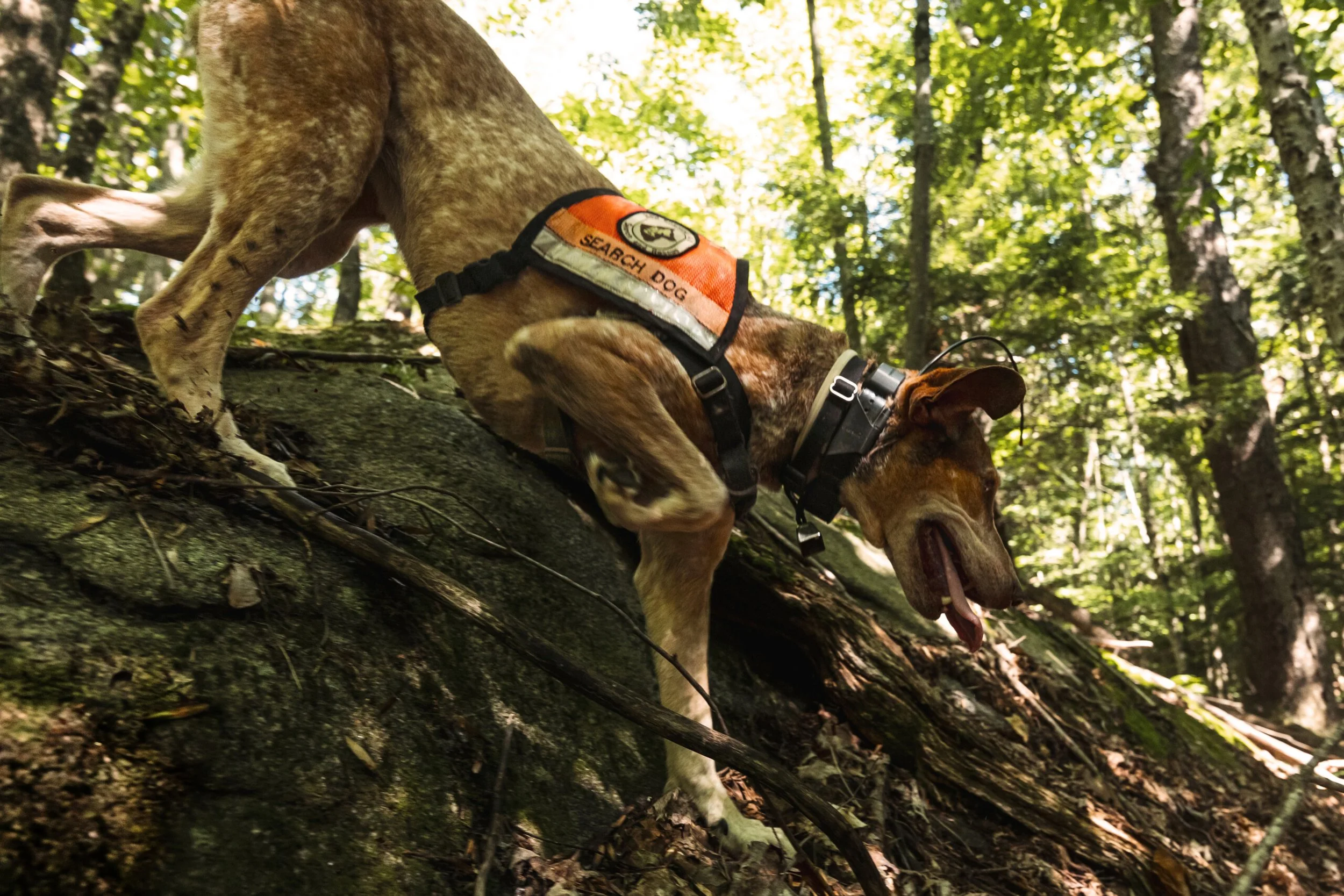 New England K9 Search and Rescue Demonstration