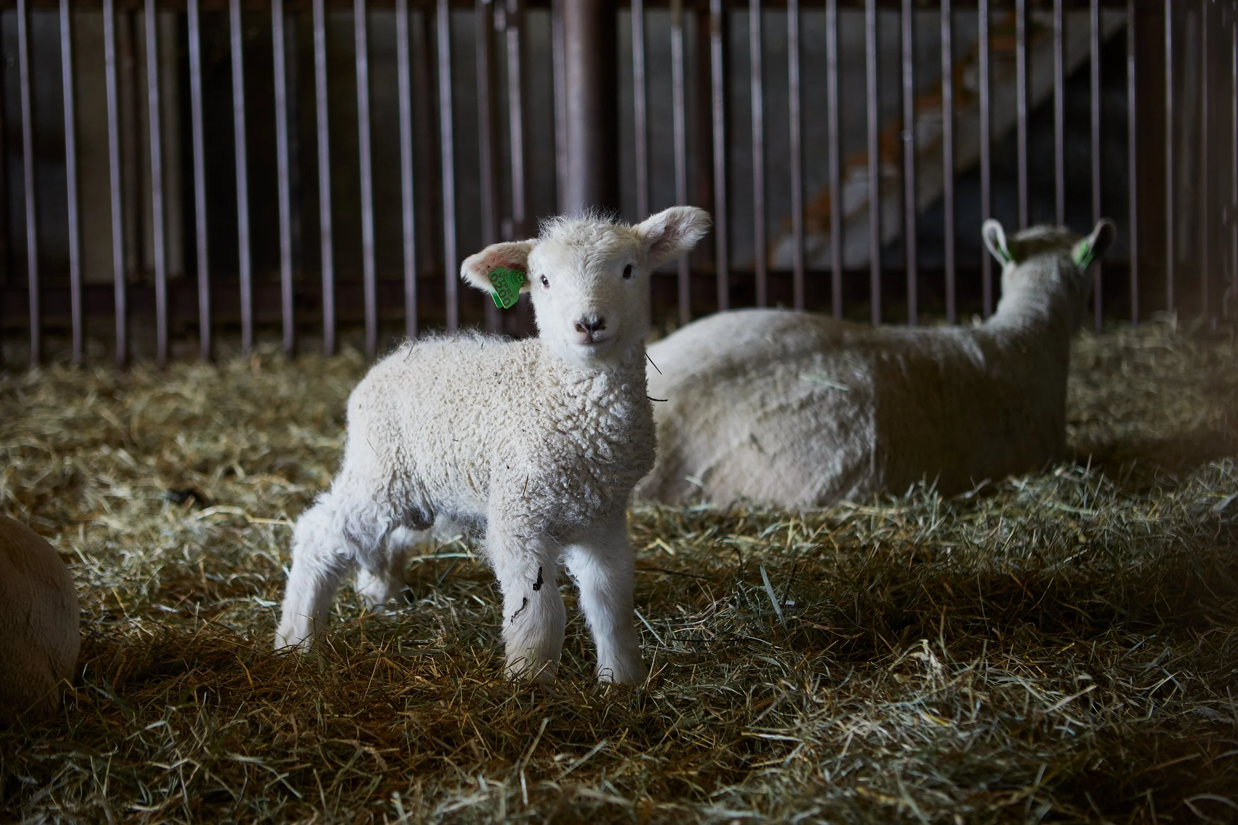 Meet the New Lambs (Saturday, April 18) SOLD OUT