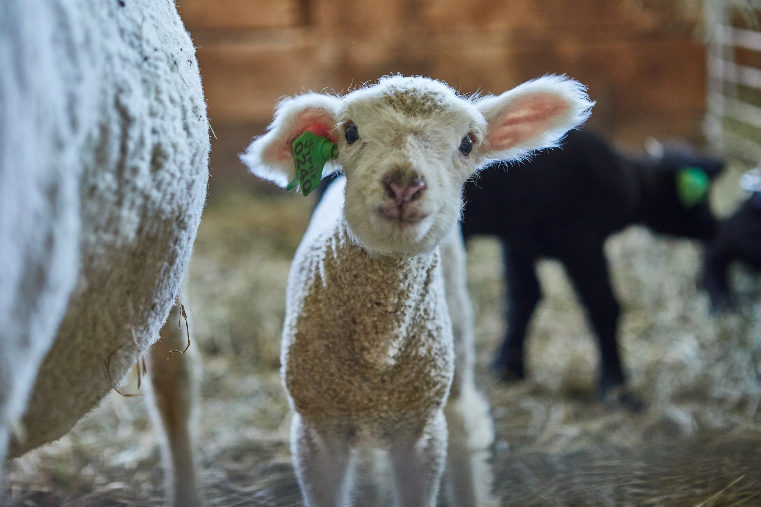 Meet the New Lambs (Saturday, April 25)(SOLD OUT)