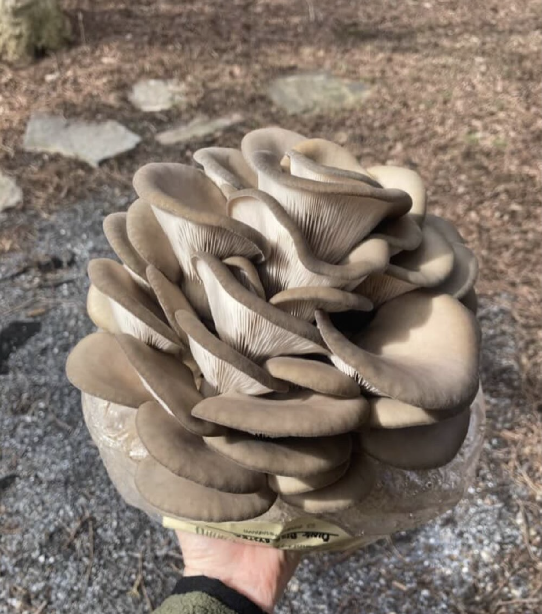 Mushroom Growing Workshop with Madcap Mushrooms
