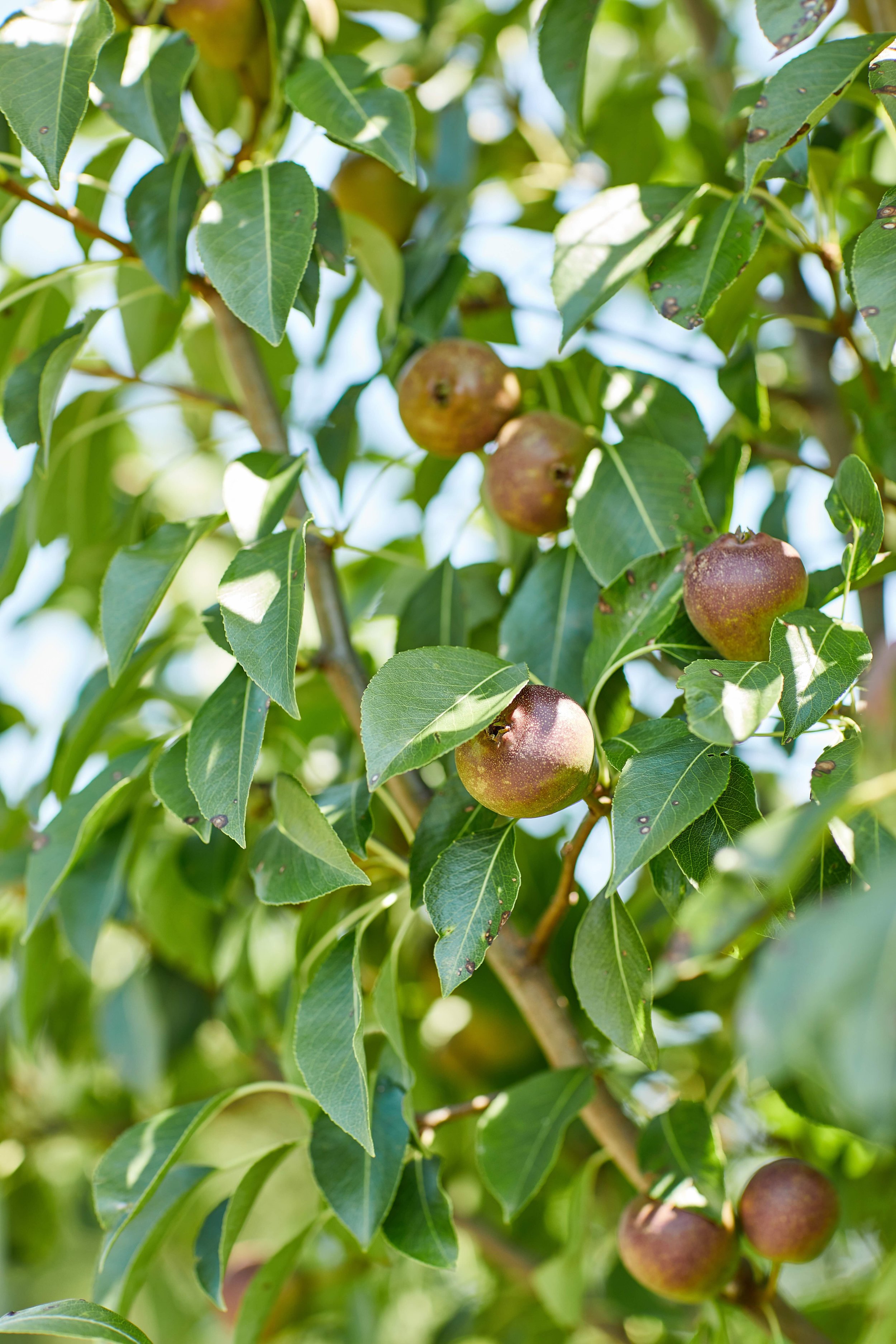 Fall in Vermont: A Guide to Seasonal Dining