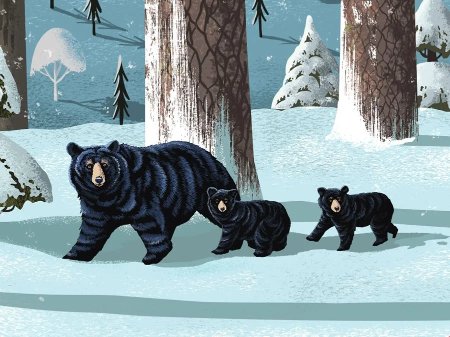Bears Illustration