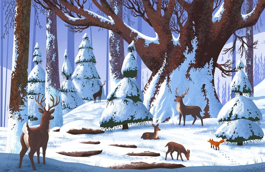 Old Growth Forest Illustration