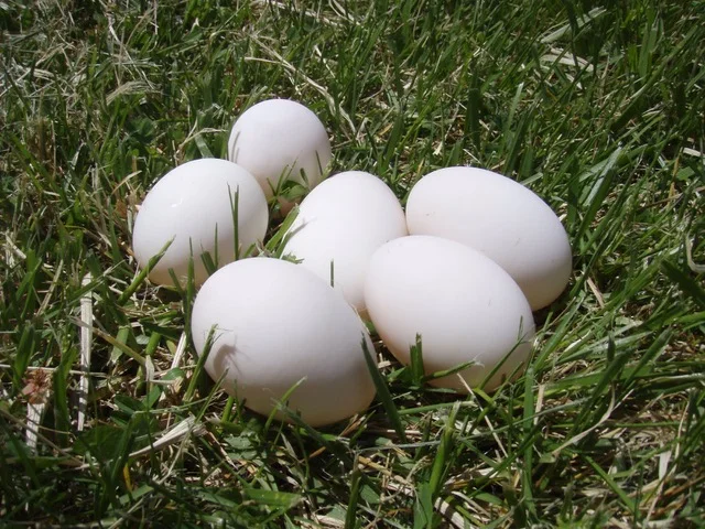 Duck eggs.jpeg